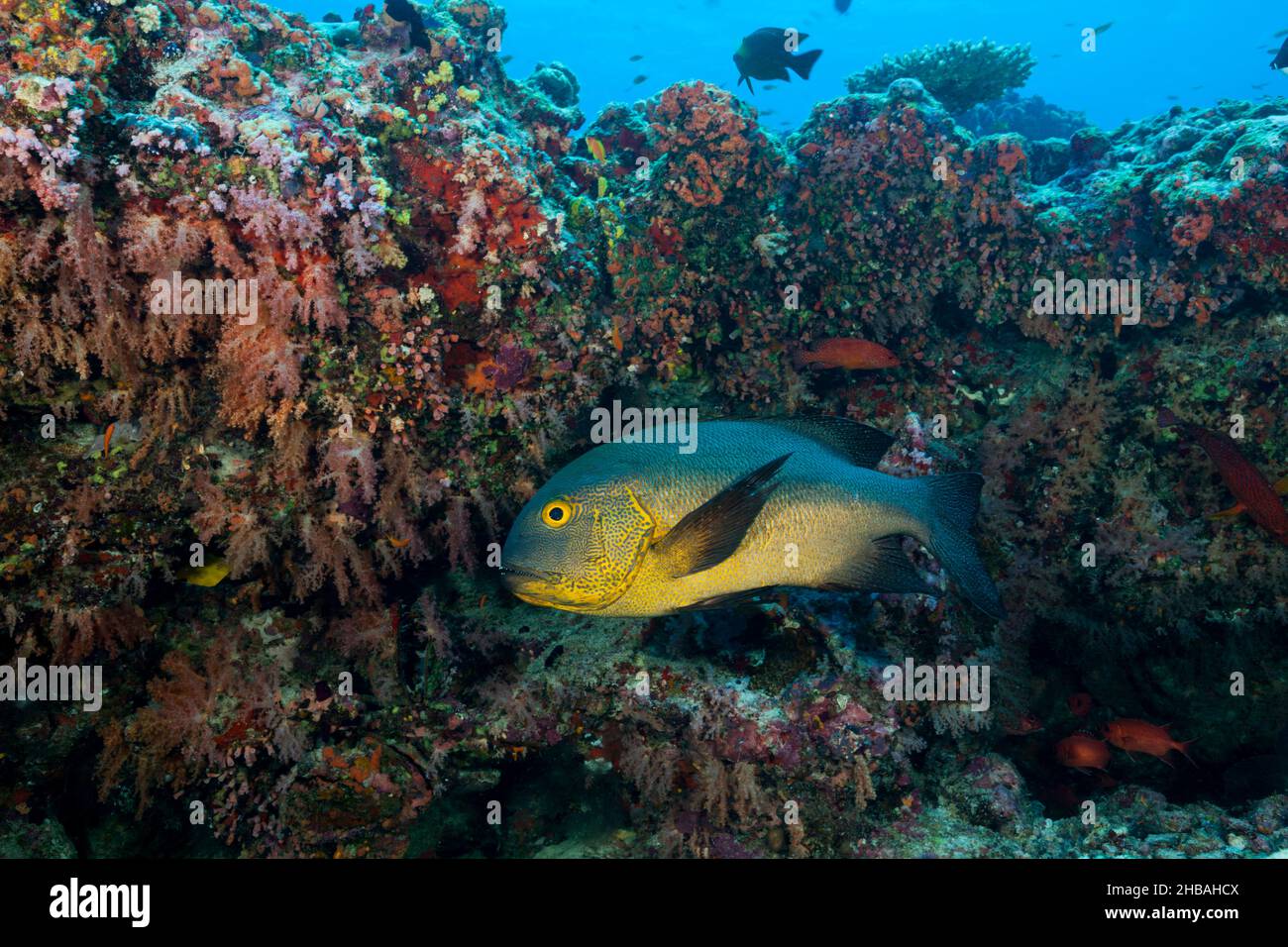 Black and White Snapper, Macolor macularis, South Male Atoll, Océan Indien, Maldives Banque D'Images