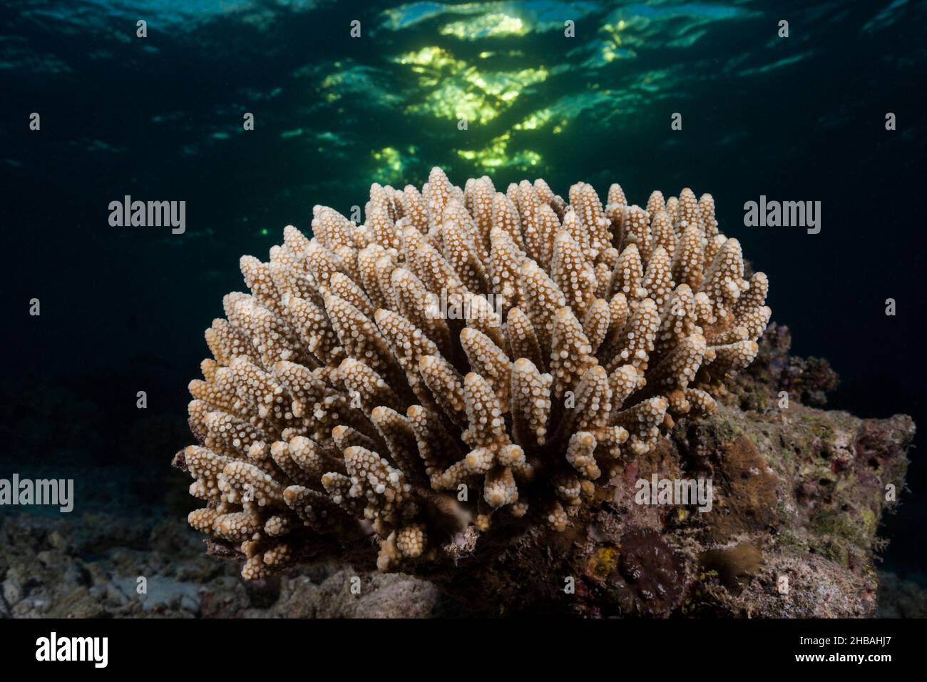 Corail dur, atoll d'Ari Nord, Océan Indien, Maldives Banque D'Images