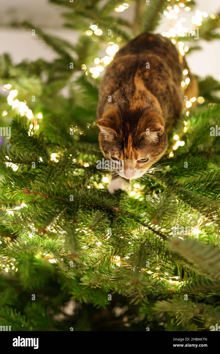 Le chat est assis à l'intérieur de l'arbre de Noël entouré d'une guirlande de LED, coincé ou grimpant sur l'arbre du nouvel an. Banque D'Images