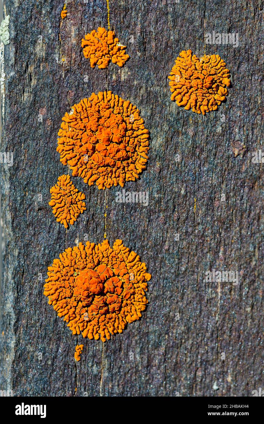 Population de lichens éparpillés à la surface d'une roche Banque D'Images