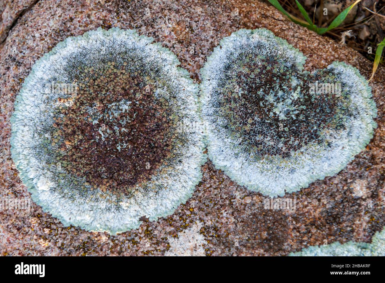 Population de lichens éparpillés à la surface d'une roche Banque D'Images