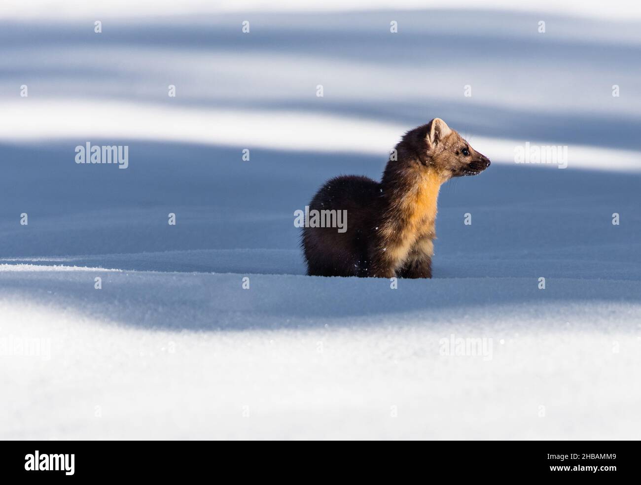 Marten écoutant et regardant autour du parc national de Yellowstone, Wyoming, États-Unis.Une version unique et optimisée d'une image par NPS Ranger JW Frank; Credit: NPS/Jacob W. Frank Banque D'Images
