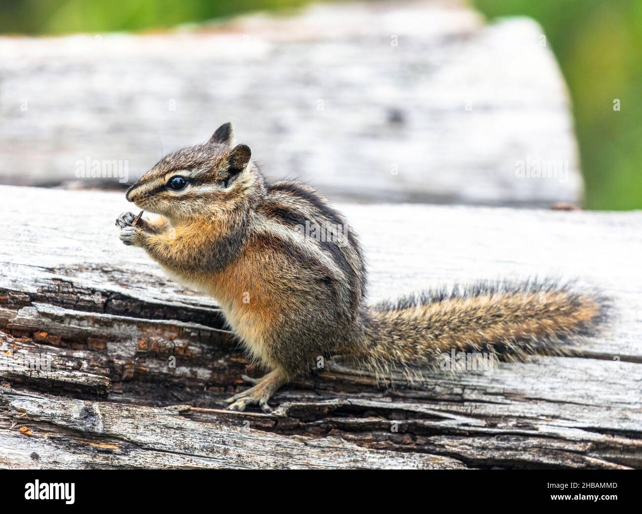 Le petit chipmunk, Neotamias minimus, la plus petite espèce de chipmunk, cherche de la nourriture sur un arbre tombé, Yellowstone National Park, Wyoming, États-Unis d'Amérique.Une version unique et optimisée d'une image par NPS Ranger JW Frank; Credit: NPS/Jacob W. Frank Banque D'Images