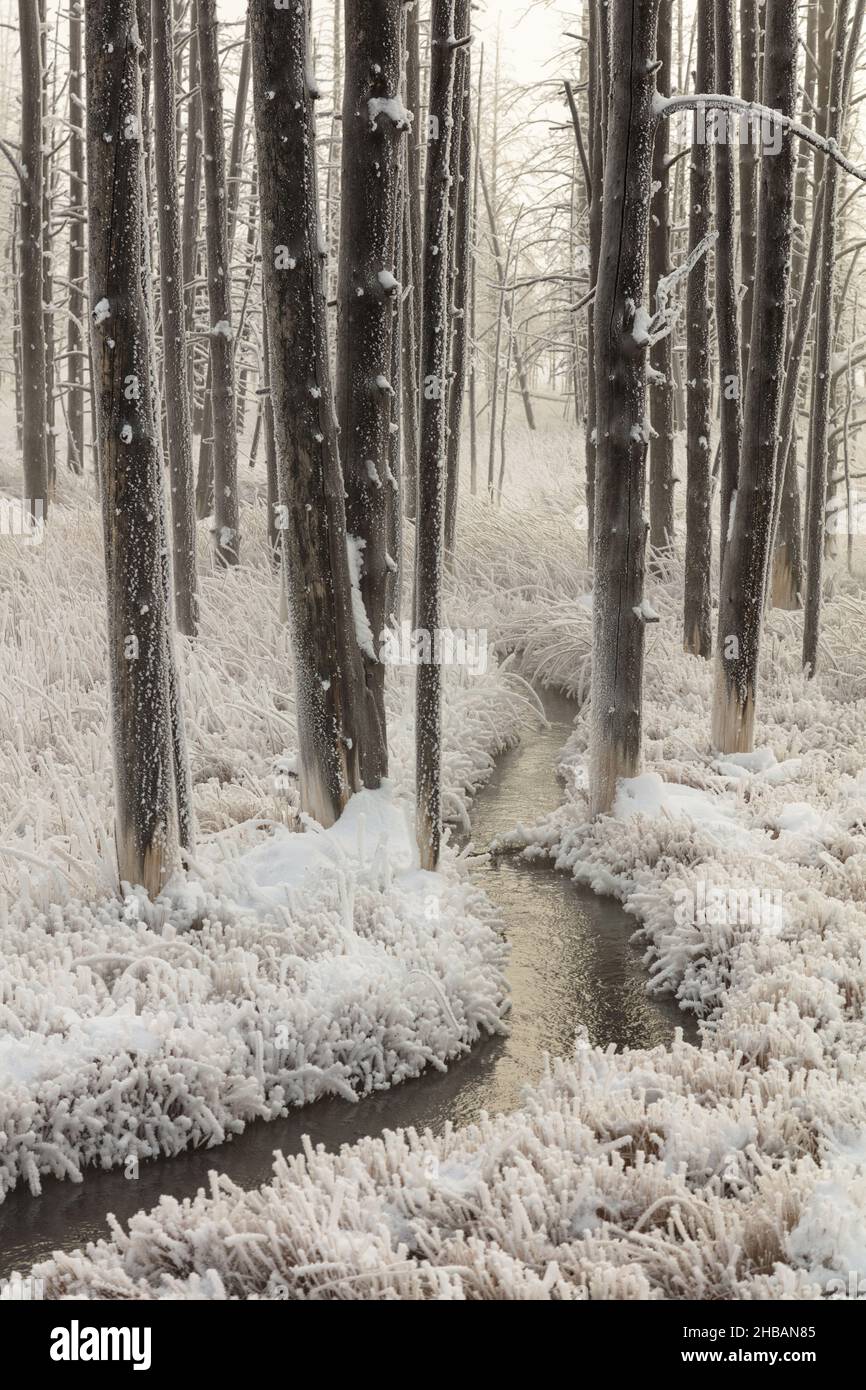 Givre sur Tangled Creek, parc national de Yellowstone, Wyoming, États-Unis d'Amérique.Le givre se réfère aux cristaux de glace blancs déposés sur le sol ou fixés librement à des objets exposés, tels que des fils ou des feuilles. Ils se forment par temps froid et clair lorsque les conditions sont telles que la chaleur rayonne à l'air libre plus rapidement qu'elle ne peut être remplacée par des sources proches,comme le vent ou des objets chauds.Une version unique et optimisée d'une image par NPS Ranger JW Frank; Credit: NPS/Jacob W. Frank Banque D'Images