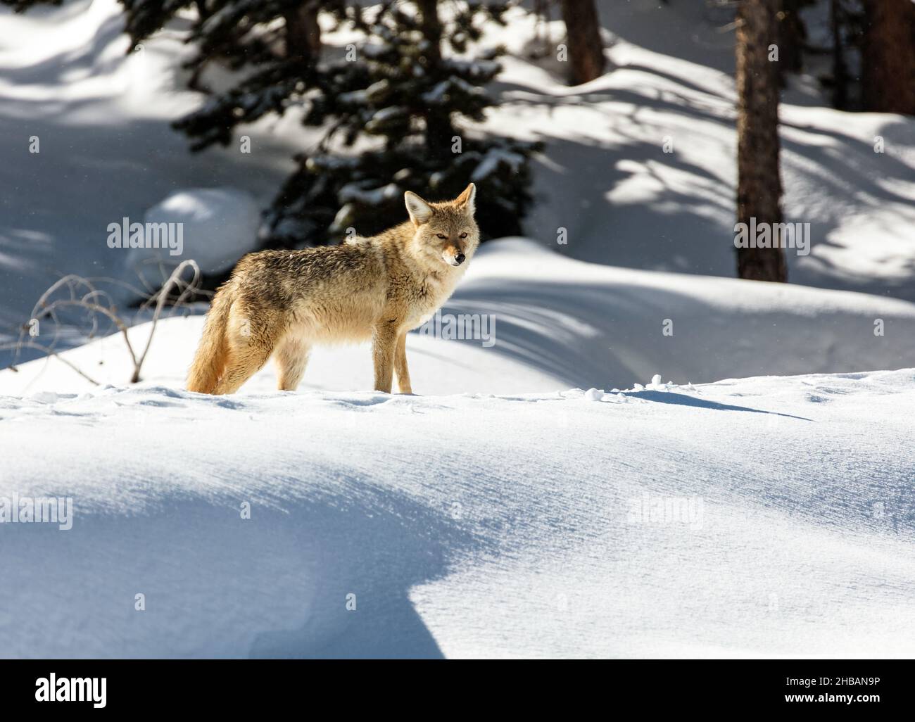 Coyote dans la neige sur Daisy Geyser BoardWalk, Upper Geyser Basin, Yellowstone National Park, Teton County, Wyoming le coyote est une espèce de canin originaire de l'Amérique du Nord.Il est plus petit que son proche parent, le loup, et légèrement plus petit que le loup de l'est et le loup rouge.Elle remplit une grande partie de la même niche écologique que le jackal doré en Eurasie.Une version unique et optimisée d'une image par NPS Ranger JW Frank; Credit: NPS/Jacob W. Frank Banque D'Images