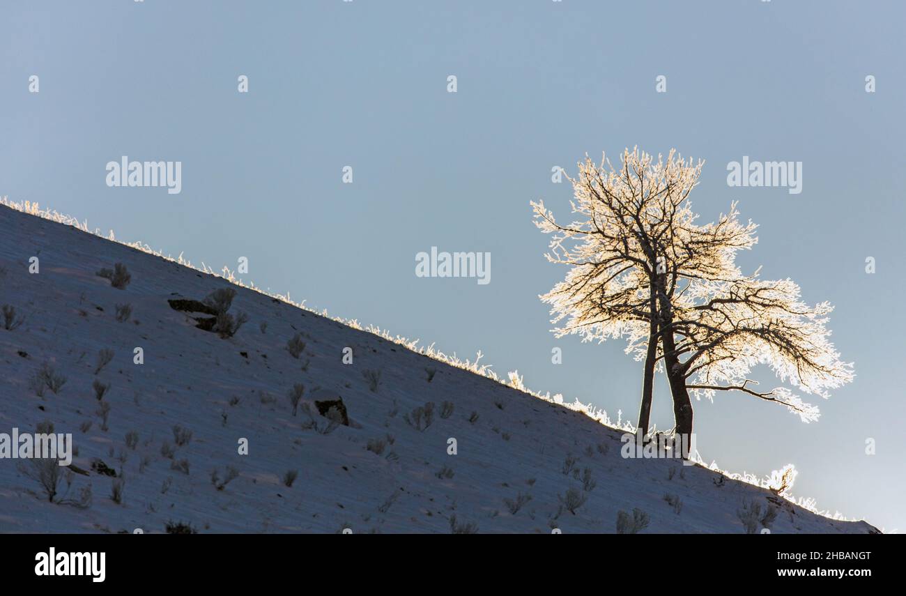 Arbre rétroéclairé avec givre, parc national de Yellowstone, Wyoming, États-Unis d'Amérique.Le givre se réfère aux cristaux de glace blancs déposés sur le sol ou fixés librement à des objets exposés, tels que des fils ou des feuilles. Ils se forment par temps froid et clair lorsque les conditions sont telles que la chaleur rayonne à l'air libre plus rapidement qu'elle ne peut être remplacée par des sources proches,comme le vent ou des objets chauds.Une version unique et optimisée d'une image par NPS Ranger JW Frank; Credit: NPS/Jacob W. Frank Banque D'Images
