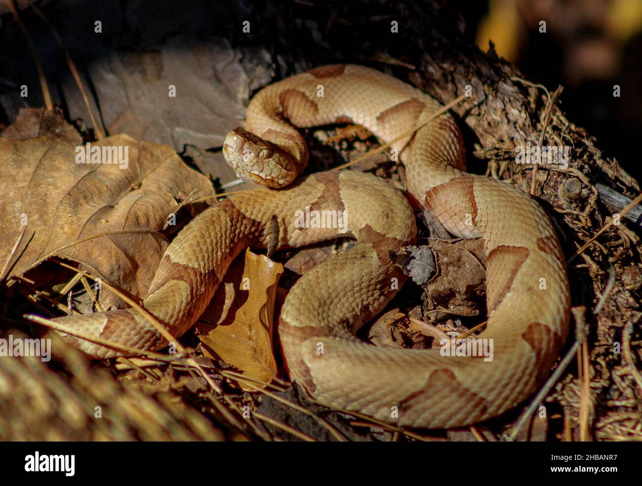 Serpent à tête de coperhead.Réserve nationale de Big Thicket.Contortrix Agkistrodon.La tête de copervers est également connue sous le nom de tête de copervers est une espèce de serpent venimeux.Une version unique et optimisée d'une image NPS - Credit: NPS Banque D'Images Serpent à tête de coperhead.Réserve nationale de Big Thicket.Contortrix Agkistrodon.La tête de copervers est également connue sous le nom de tête de copervers est une espèce de serpent venimeux.Une version unique et optimisée d'une image NPS - Credit: NPS Banque D'Images