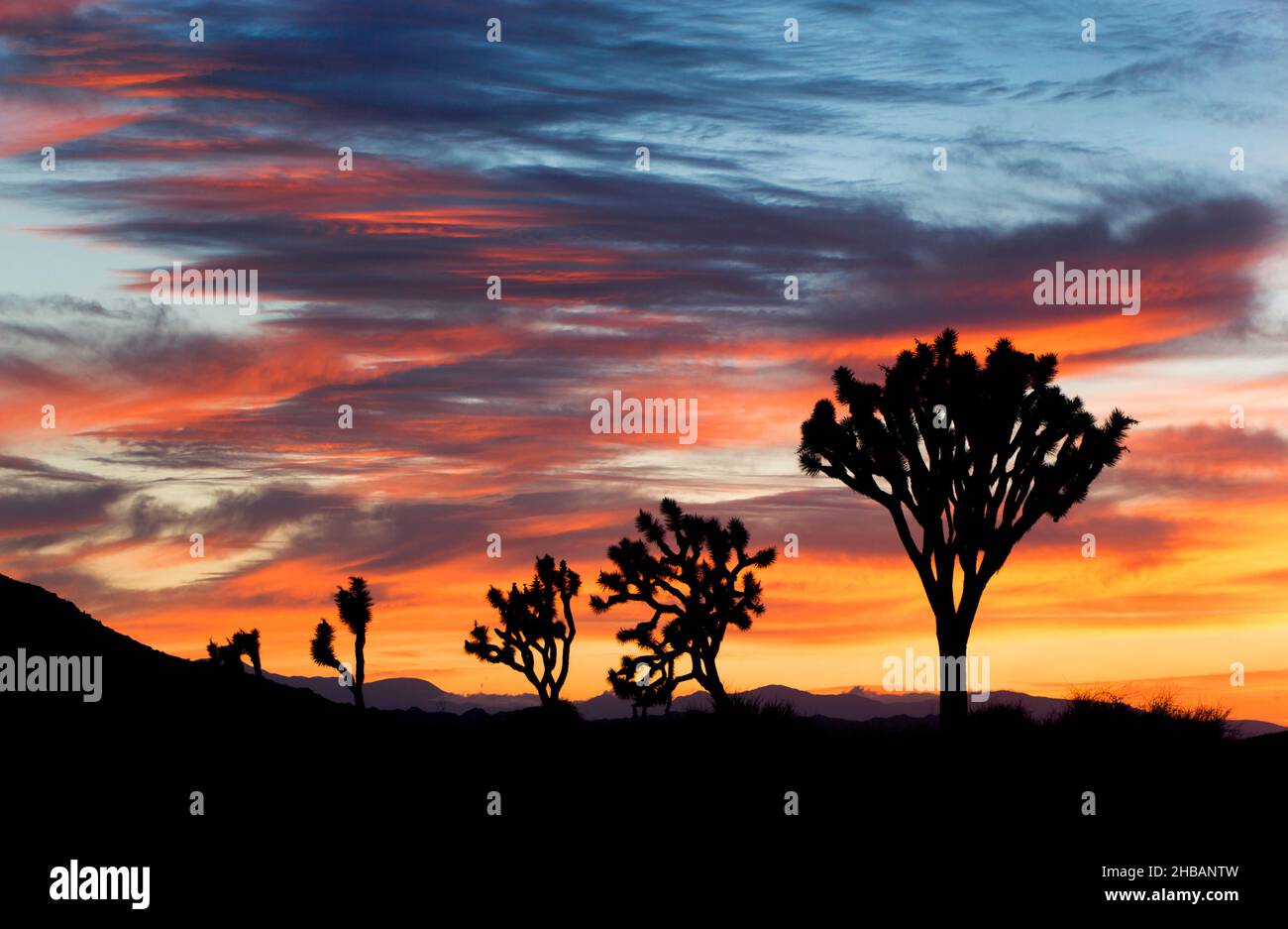 joshua Tree dans la lumière et l'ombre Joshua Tree National Park, Californie, États-Unis d'Amérique.Il porte le nom des Josues (Yucca brevifolia) indigènes du désert de Mojave.Une version unique et optimisée d'une image NPS - Credit: NPS Banque D'Images