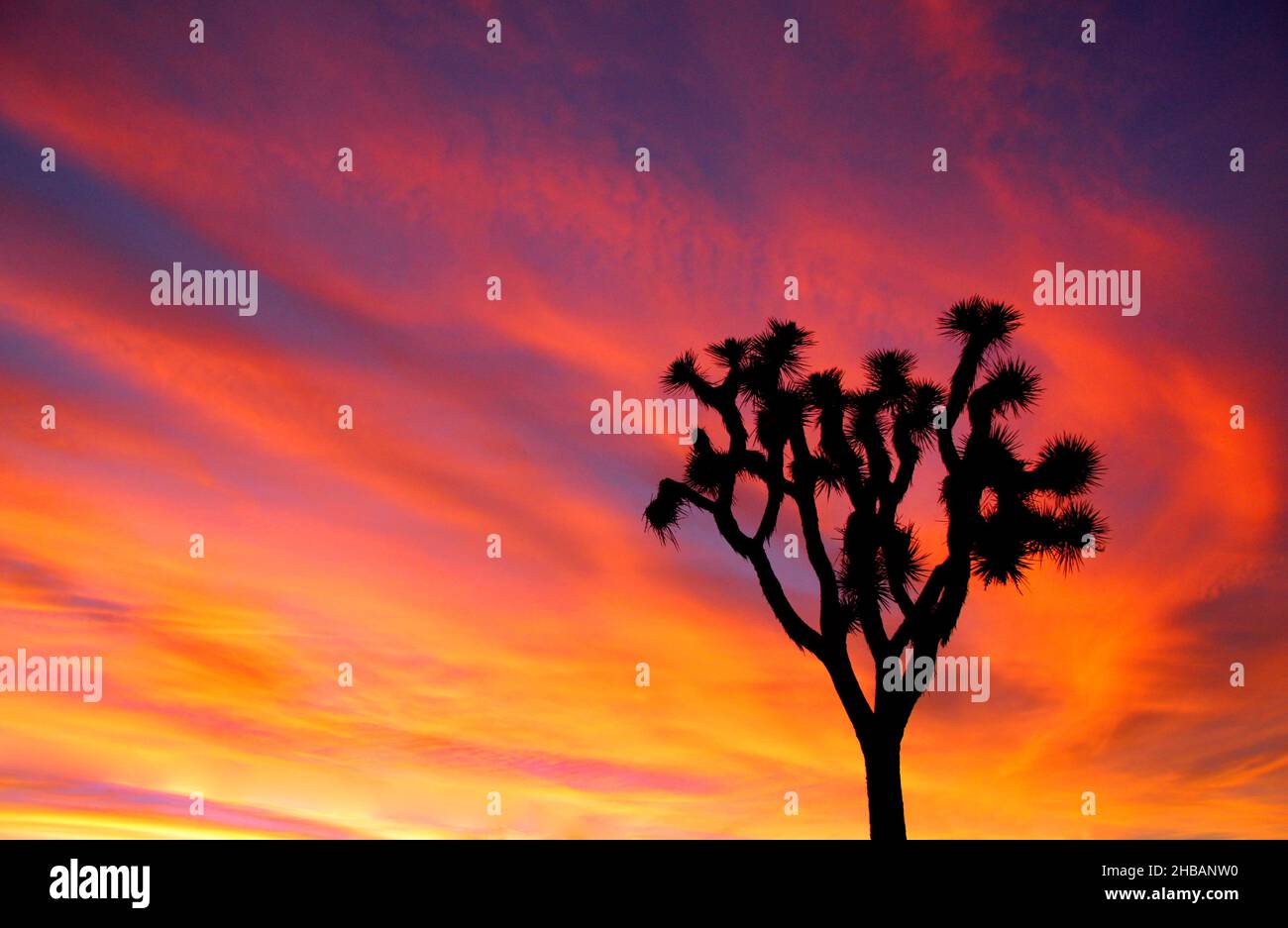 joshua Tree dans la lumière et l'ombre Joshua Tree National Park, Californie, États-Unis d'Amérique.Il porte le nom des Josues (Yucca brevifolia) indigènes du désert de Mojave.Une version unique et optimisée d'une image NPS - Credit: NPS Banque D'Images