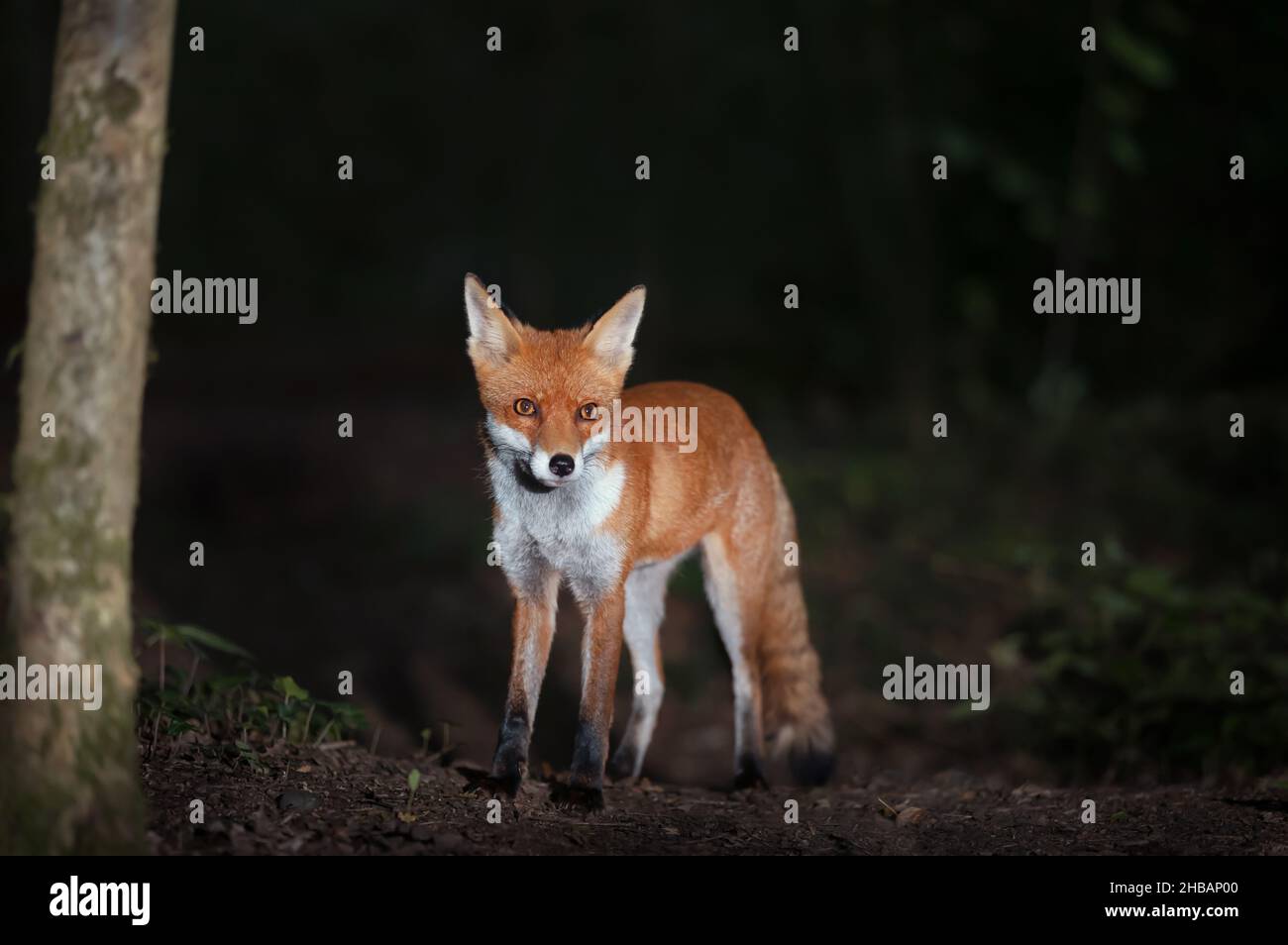 Gros plan d'un renard roux (Vulpes vulpes) la nuit, Royaume-Uni. Banque D'Images