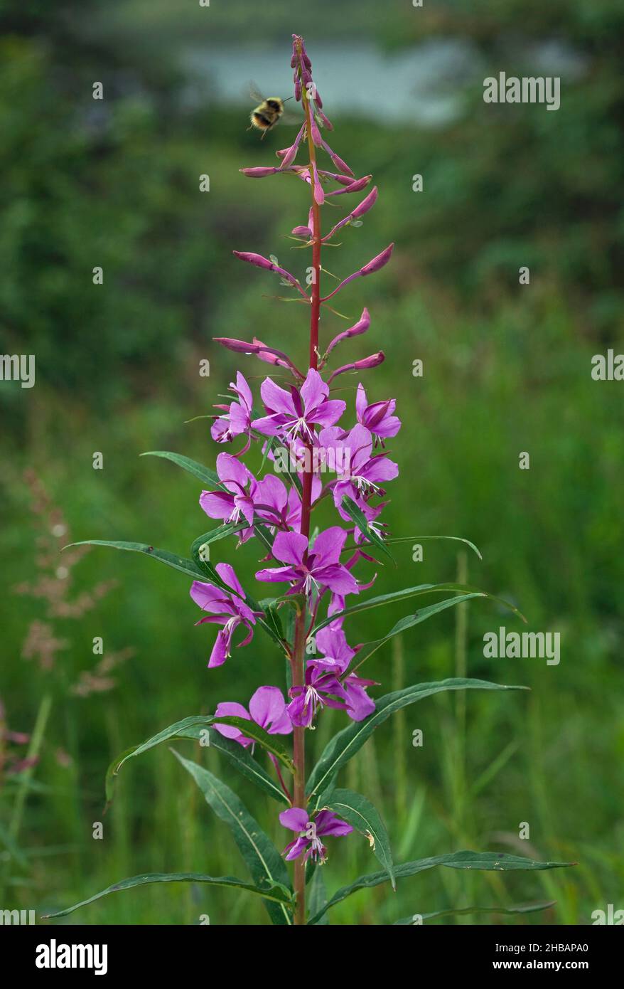 Tall Fireweed Chamerion angustifolium Denali National Park & Preserve Alaska, États-Unis d'Amérique Une version unique et optimisée d'une image de fleur sauvage par NPS Ranger JW Frank; Credit: NPS/Jacob W. Frank Banque D'Images