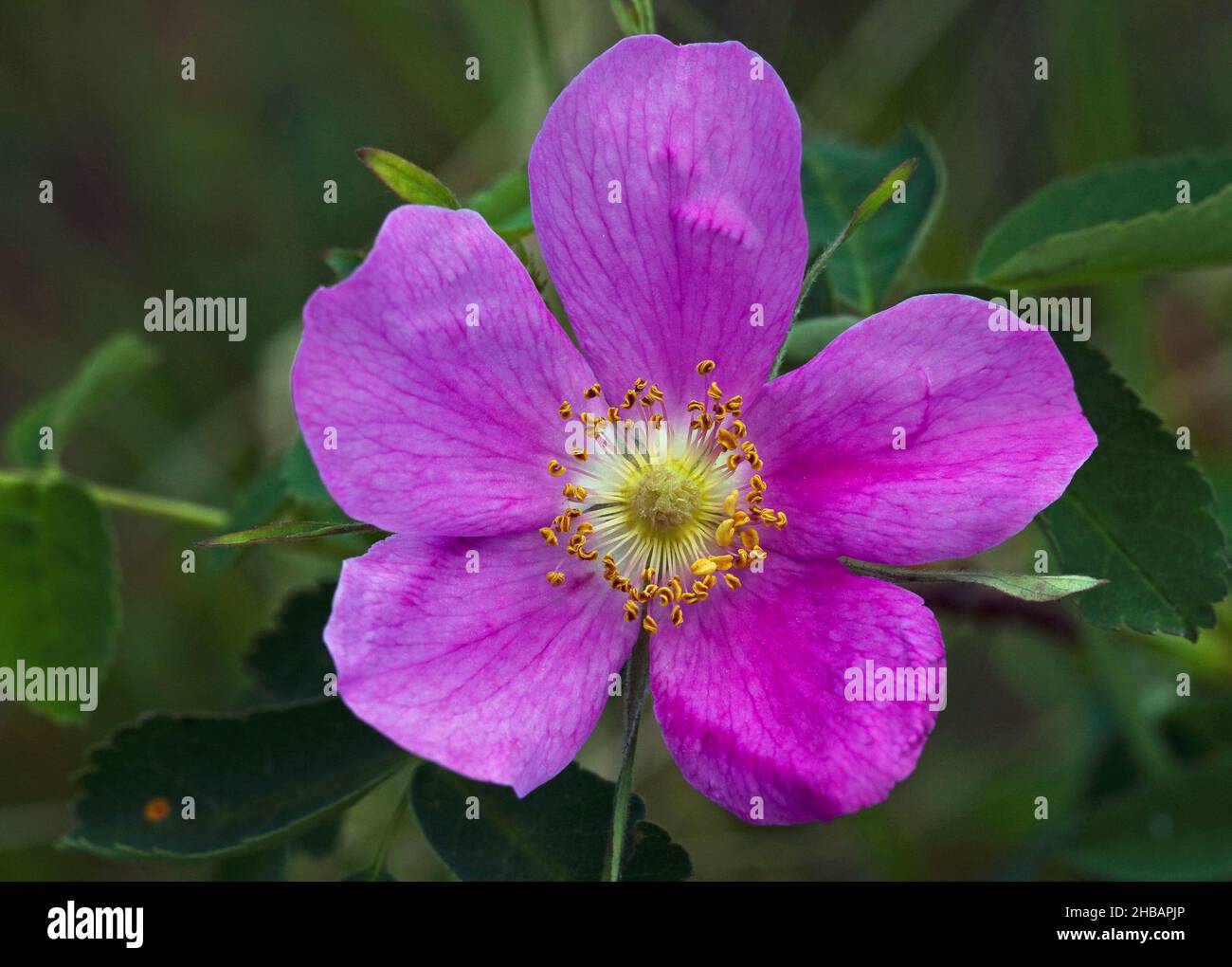 Rosa acicularis Banque de photographies et d’images à haute résolution ...