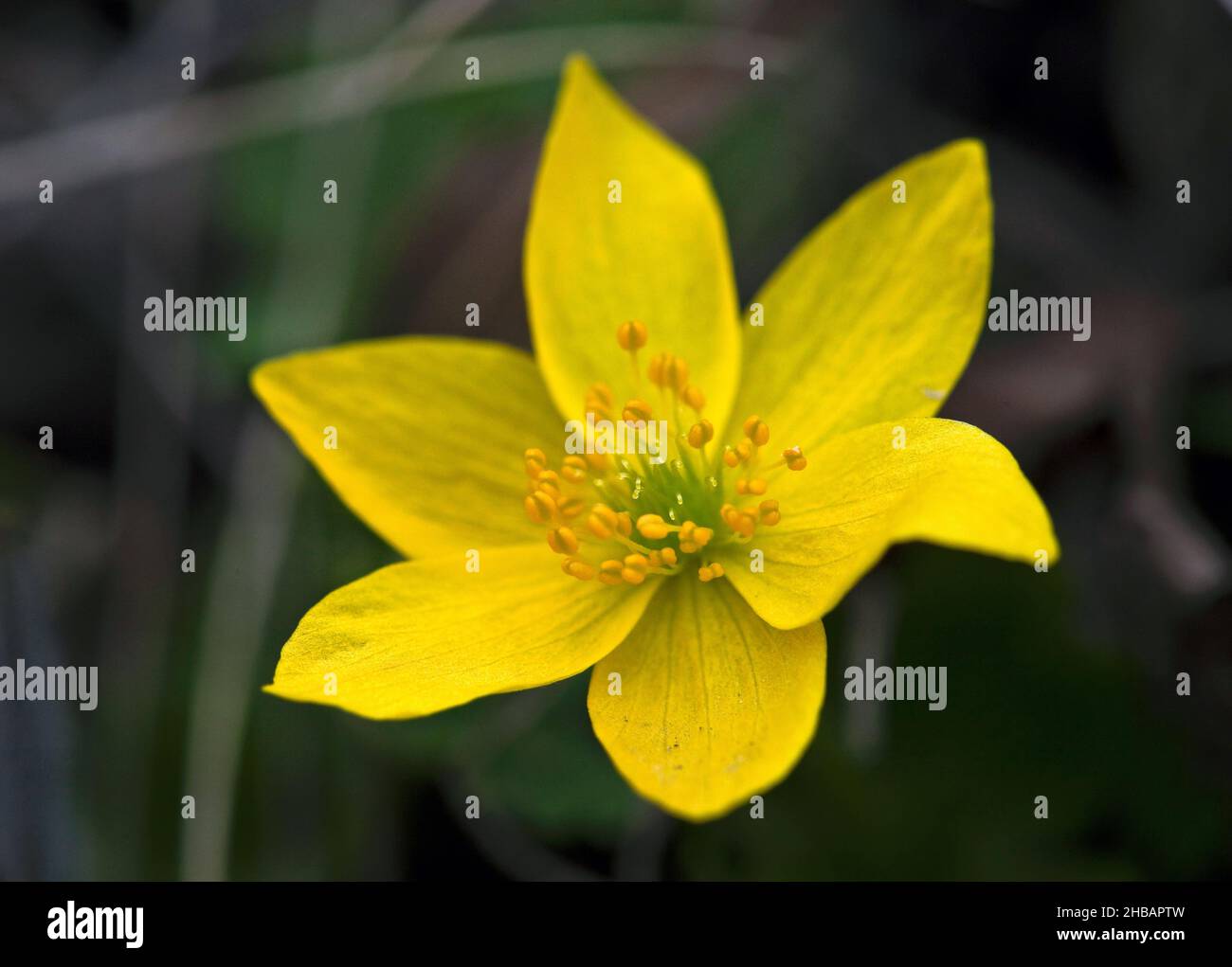 Jaune Anemone Anemone richardsonii Denali National Park & Preserve Alaska, États-Unis d'Amérique Une version unique et optimisée d'une image par NPS Ranger JW Frank; Credit: NPS/Jacob W. Frank Banque D'Images