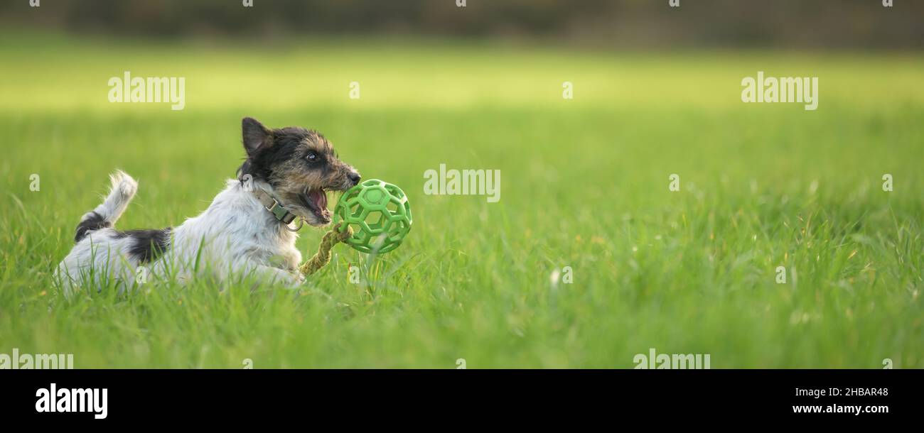 Mignon petit chien Jack Russell Terrier courant rapidement et avec joie dans un pré avec une balle de grille dans sa bouche. Banque D'Images