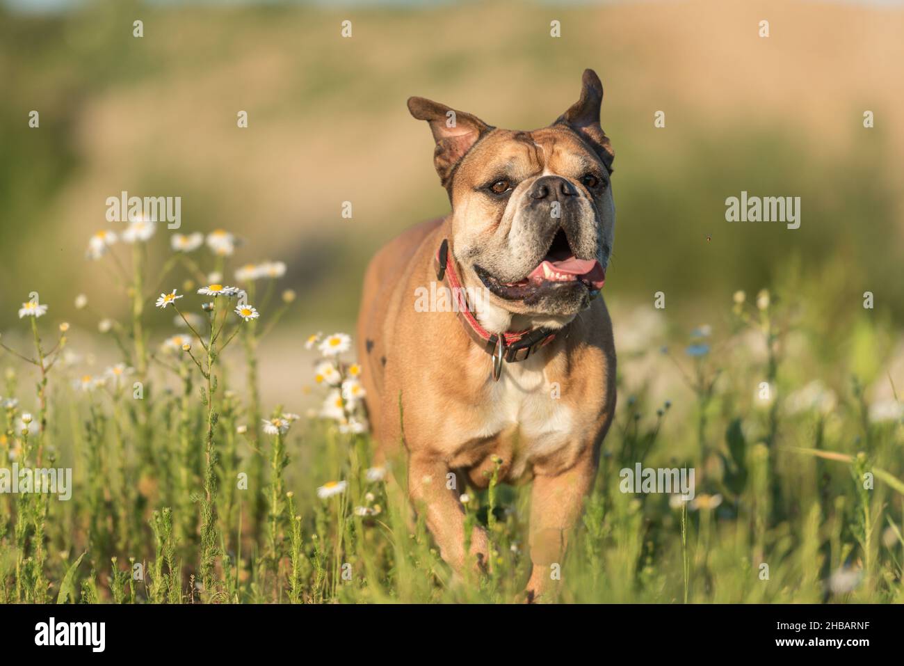 Continental bulldog standing meadow Banque de photographies et d'images à  haute résolution - Alamy