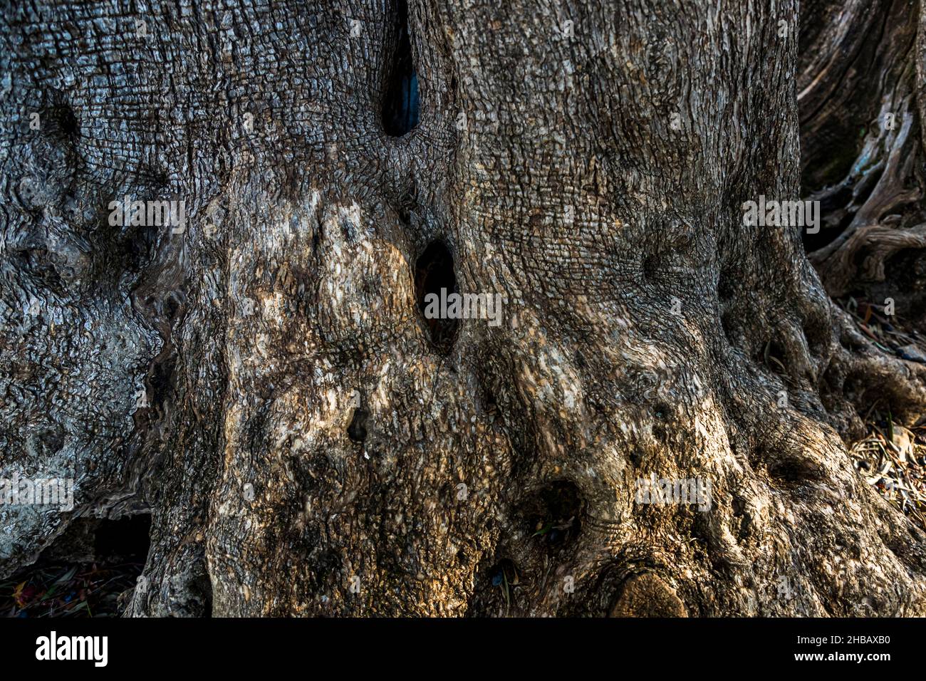 Bosquet d'oliviers anciens (l'Oliveraie de la Farlède) de la Farlède, France.Dans l'abri de la montagne Mont Coudon, ces arbres pourraient survivre au gel en février 1956 Banque D'Images