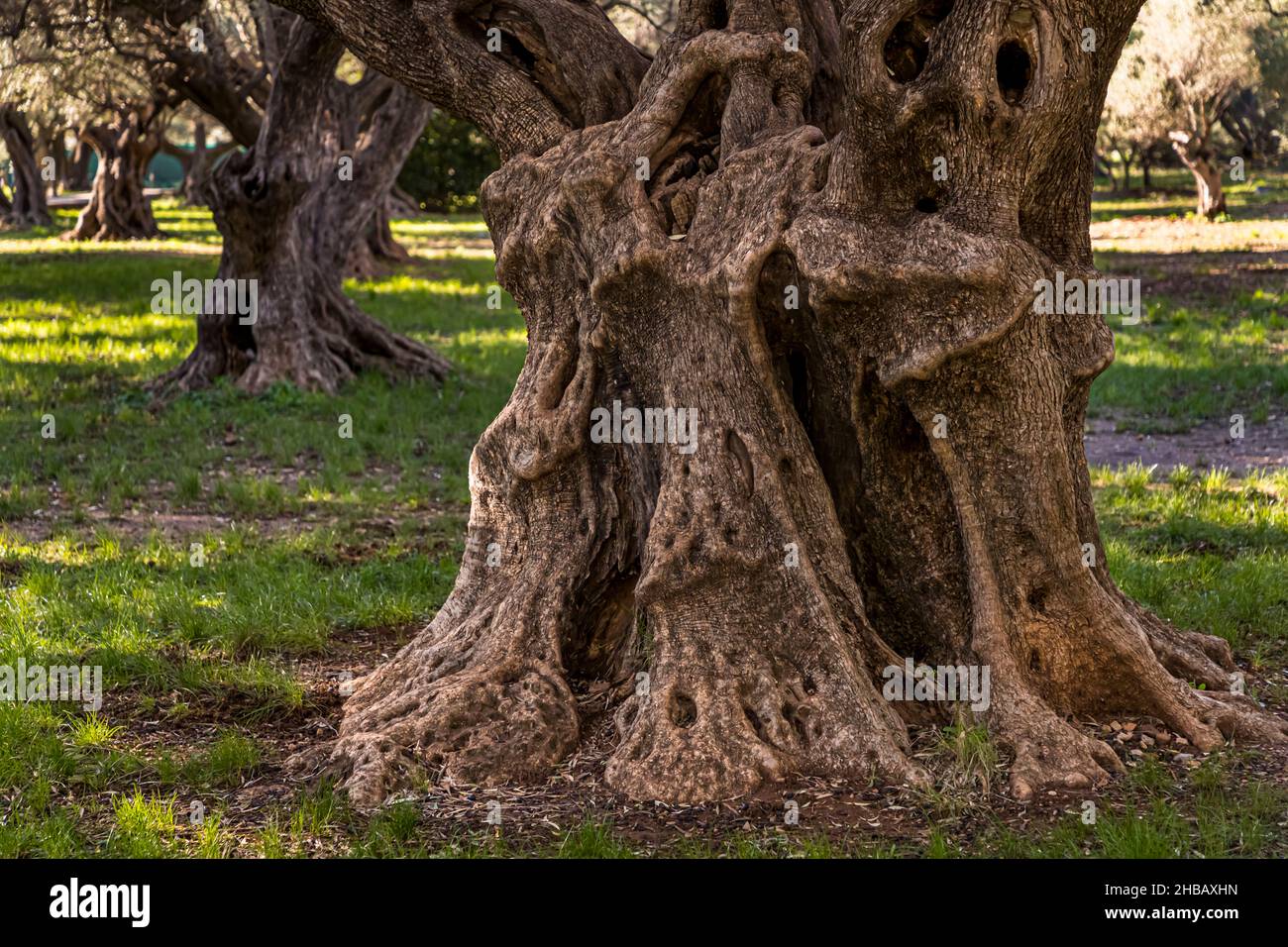 Bosquet d'oliviers anciens (l'Oliveraie de la Farlède) de la Farlède, France.Dans l'abri de la montagne Mont Coudon, ces arbres pourraient survivre au gel en février 1956 Banque D'Images