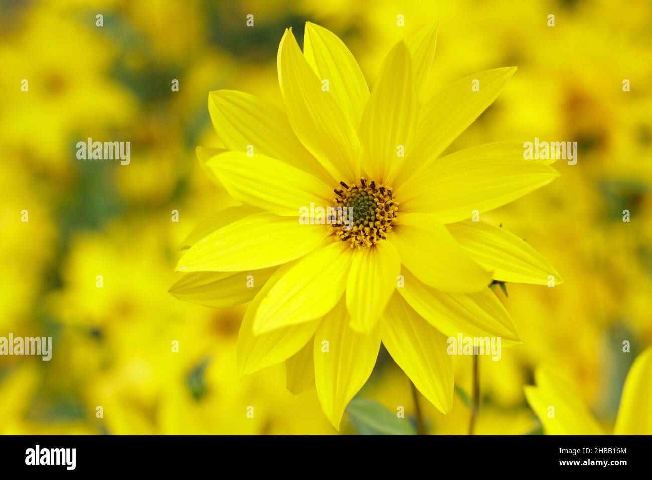 Helianthus 'miss Mellish' tournesol vivace.Fleurs semi-doubles d'Helianthus × laetiflorus 'miss Mellish à la frontière du jardin au Royaume-Uni. Banque D'Images