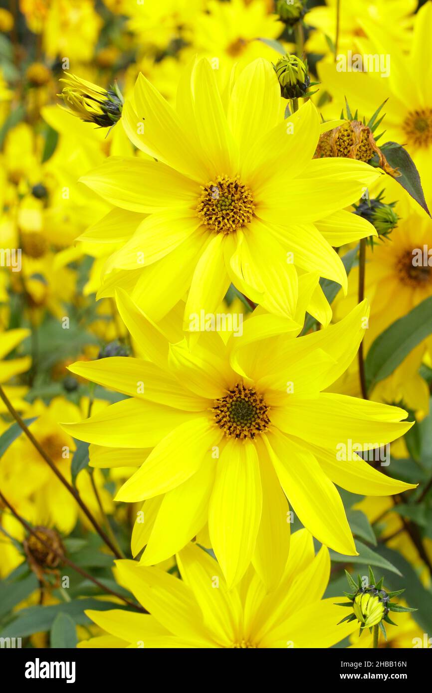 Helianthus 'miss Mellish' tournesol vivace.Fleurs semi-doubles d'Helianthus × laetiflorus 'miss Mellish à la frontière du jardin au Royaume-Uni. Banque D'Images