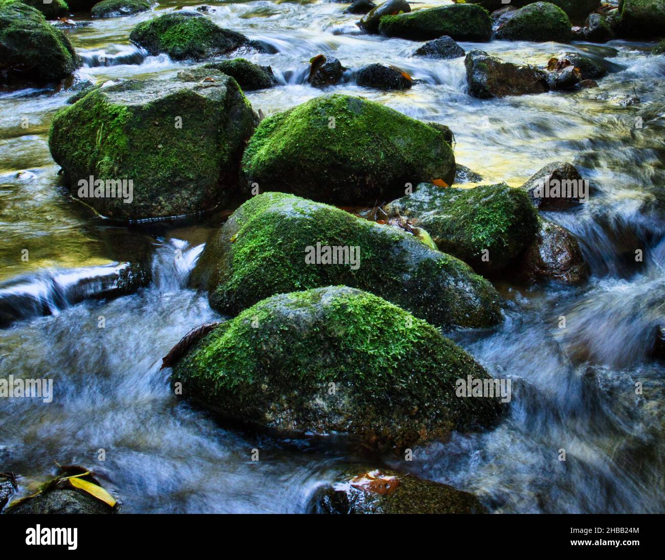 Eau passant autour de rochers couverts de mousse dans un ruisseau près de Baden Baden dans la Forêt Noire de l'Allemagne. Banque D'Images