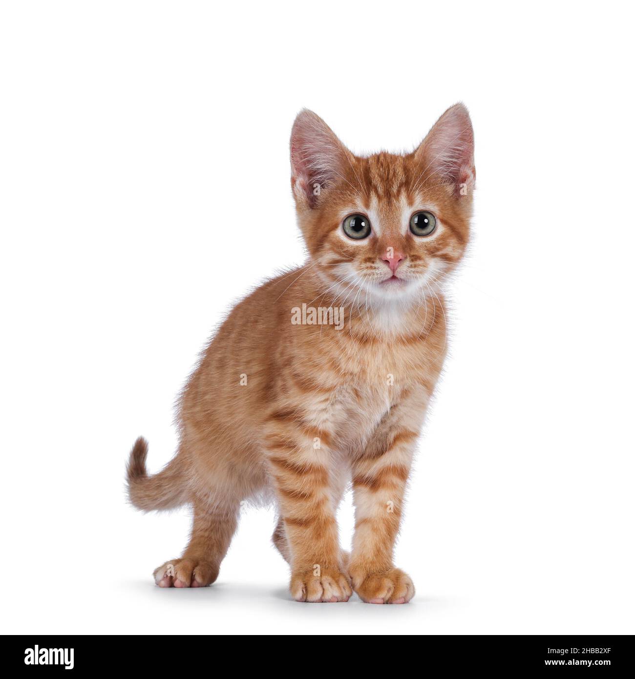 Joli petit chat rouge maison, debout face à l'avant.Regardant curieux vers l'appareil photo.Isolé sur un fond blanc. Banque D'Images