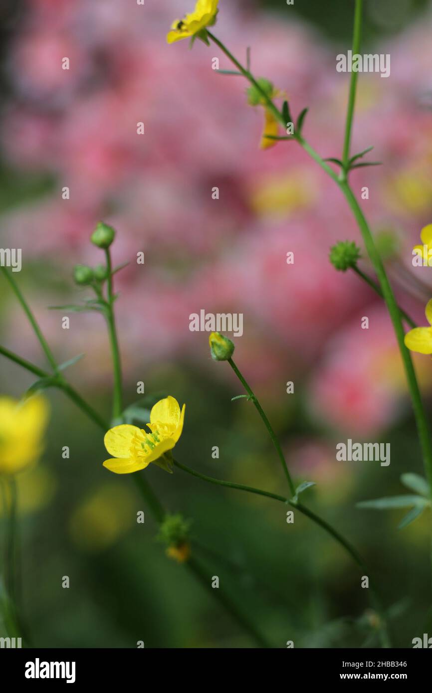 Buttercup jaune de fleur sauvage du Texas Ranunculus bulbosus - Buttercup bulbeux Banque D'Images