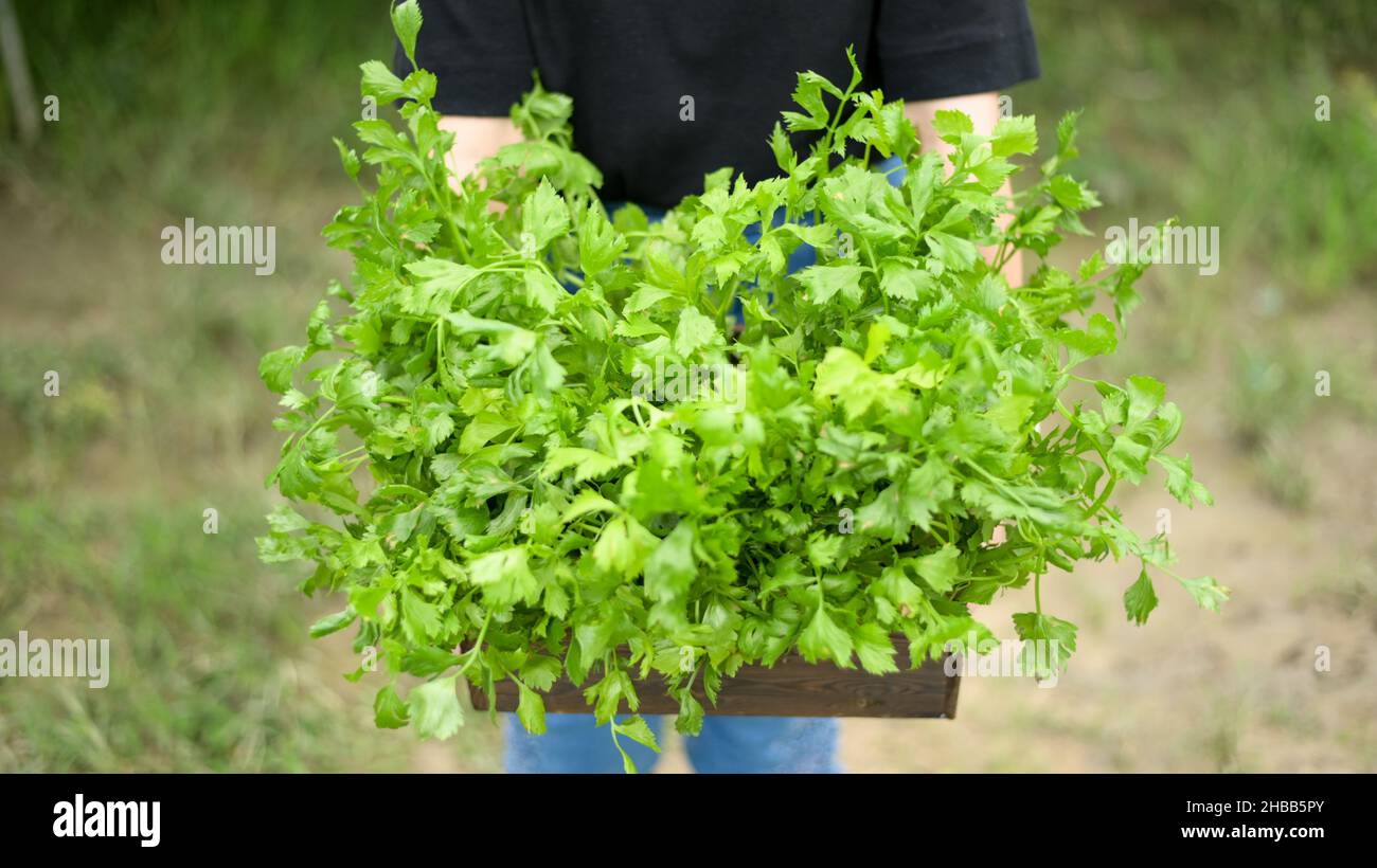 Photo courte d'Une jeune femme tenant une caisse en bois remplie de légumes frais naturels, photo prise par l'avant. Banque D'Images