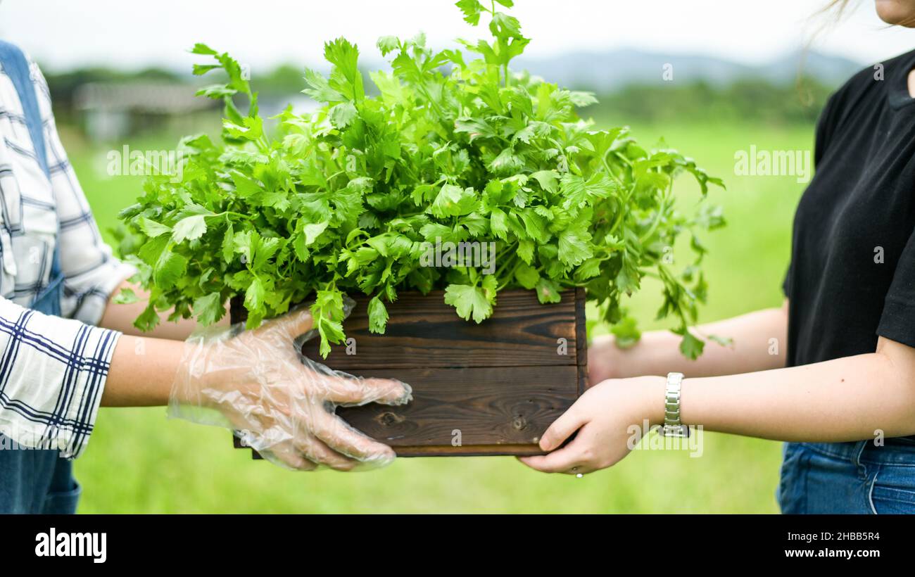 Les agriculteurs livrent des légumes dans des caisses en bois aux clients. Banque D'Images