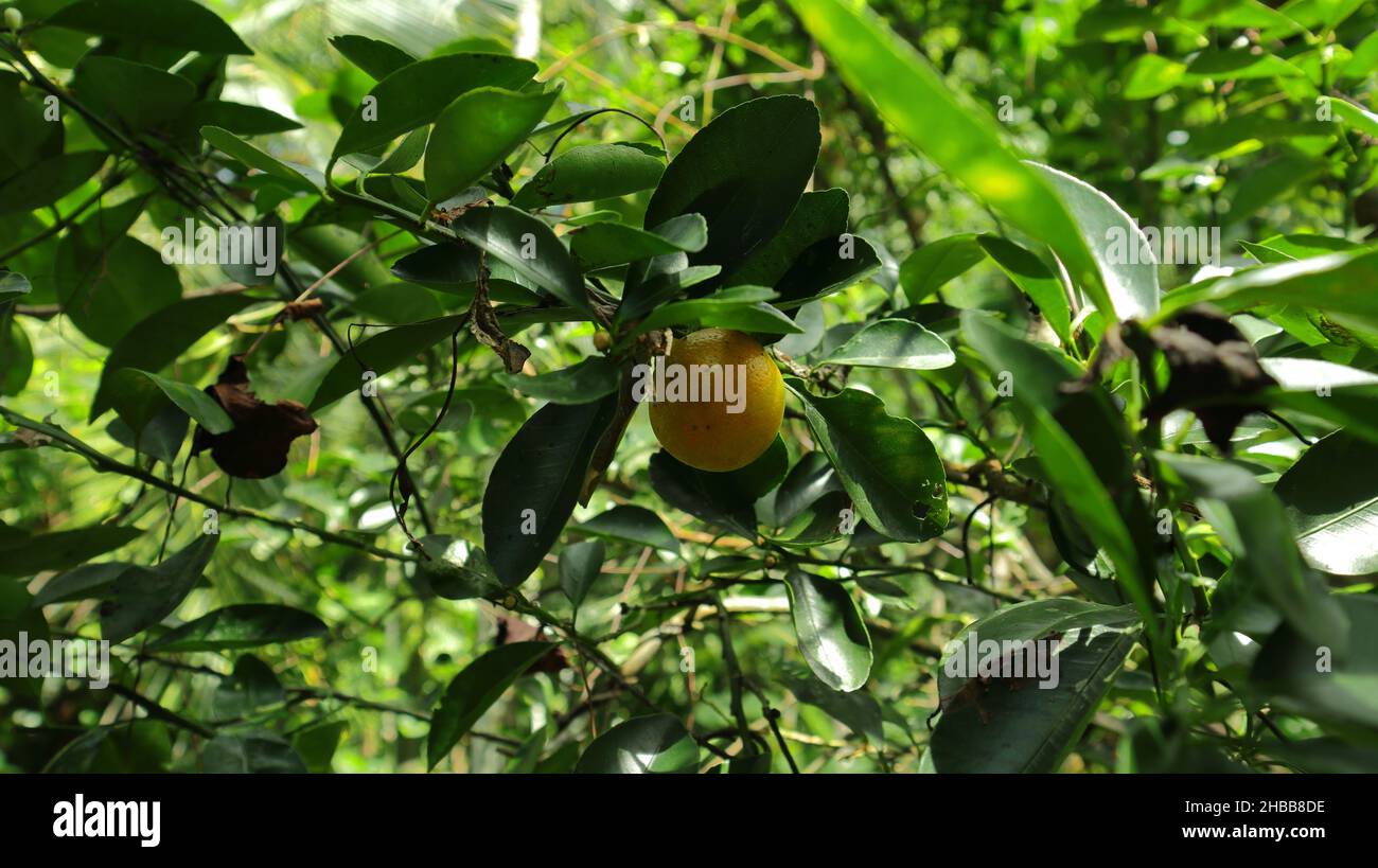 Gros plan d'un agrumes mûr (Citrus madurensis) avec beaucoup de feuilles Banque D'Images