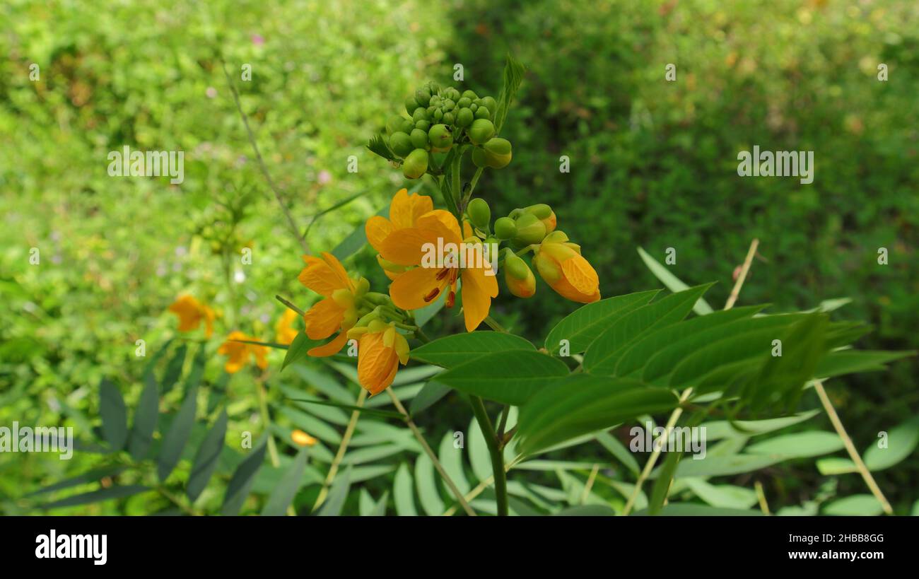 Gros plan d'un bouquet de fleurs Cassia occidentalis avec des fourmis noires sur lui Banque D'Images