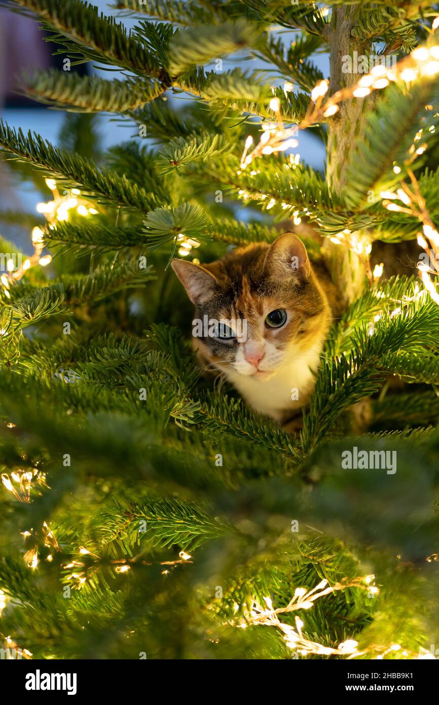 Le chat est assis à l'intérieur de l'arbre de Noël entouré d'une guirlande de LED, coincé ou grimpant sur l'arbre du nouvel an. Banque D'Images