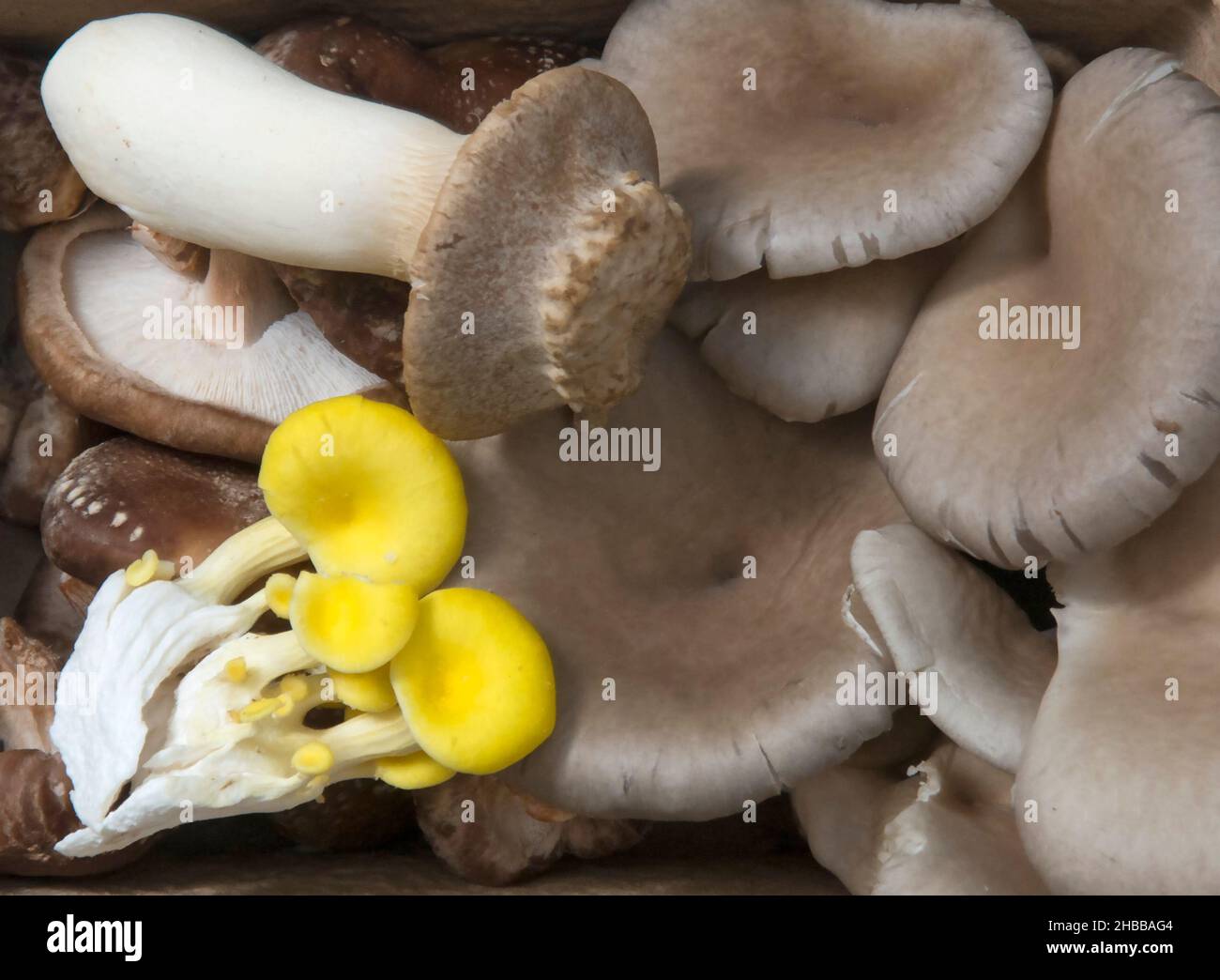 Sélection de champignons sauvages, Royaume-Uni Banque D'Images