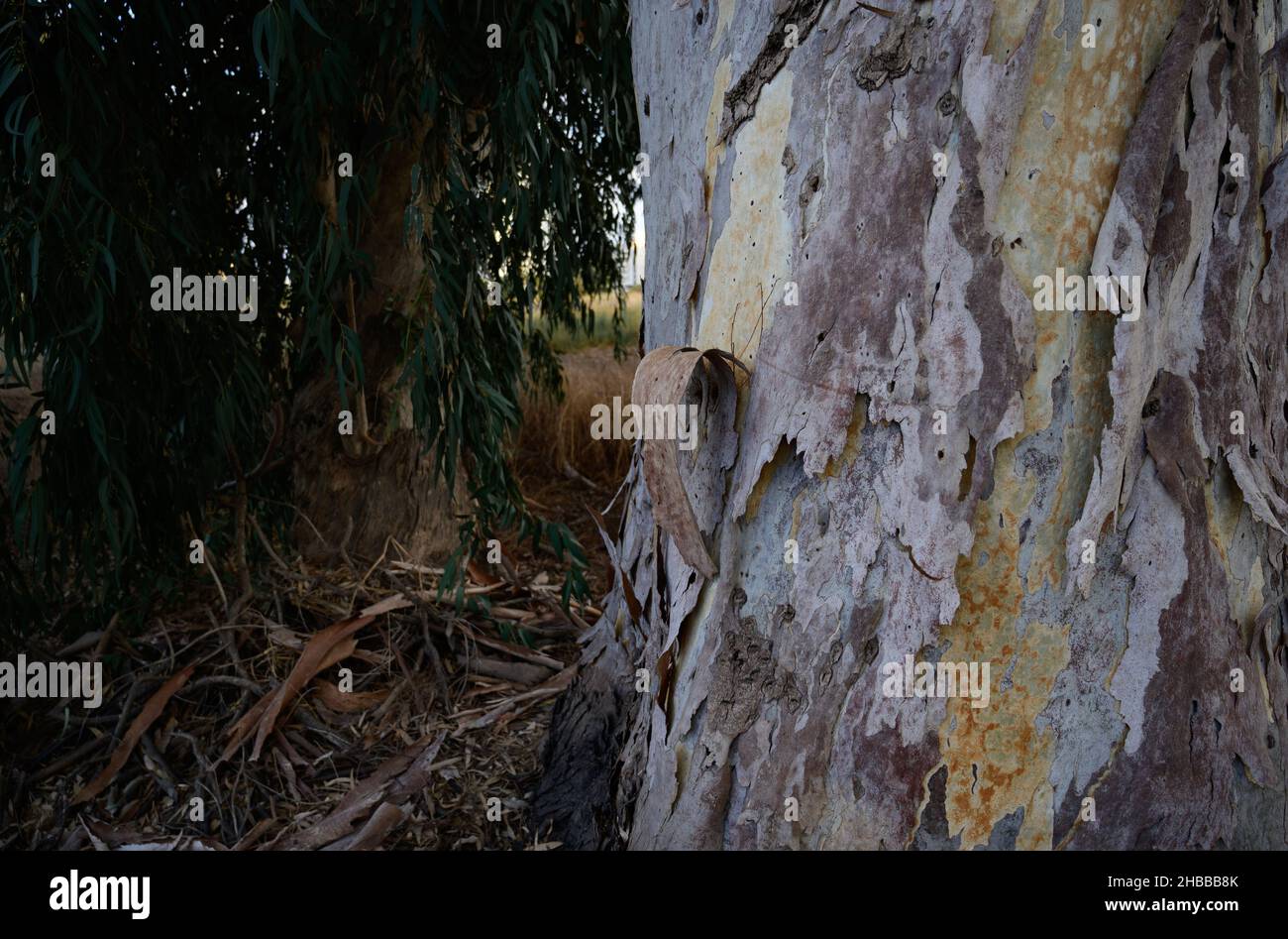 Très grands eucalyptus dans le parc lors d'une journée ensoleillée en gros plan Banque D'Images