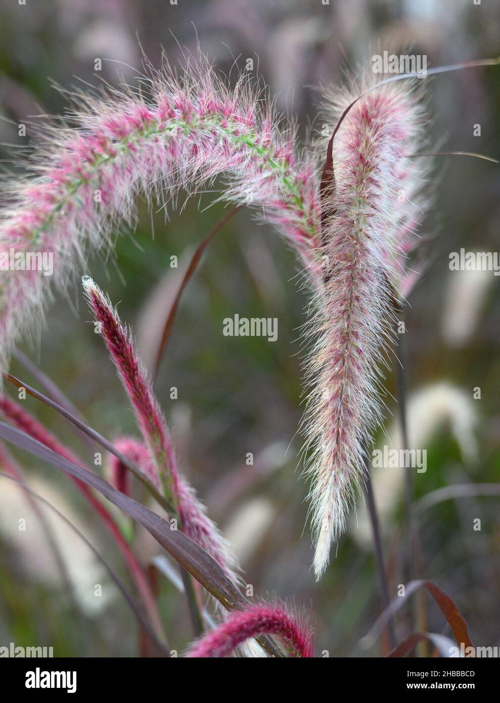 Magnifique champ violet-blanc de graminées de fontaine ou Pennisetum Advena rubrum gros plan Banque D'Images