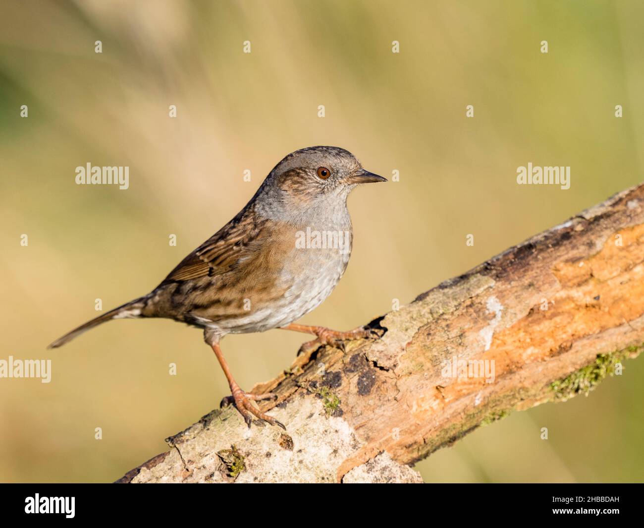 Un dunnock, récemment ajouté à la liste rouge des oiseaux du Royaume-Uni, fourragent au milieu du pays de Galles Banque D'Images