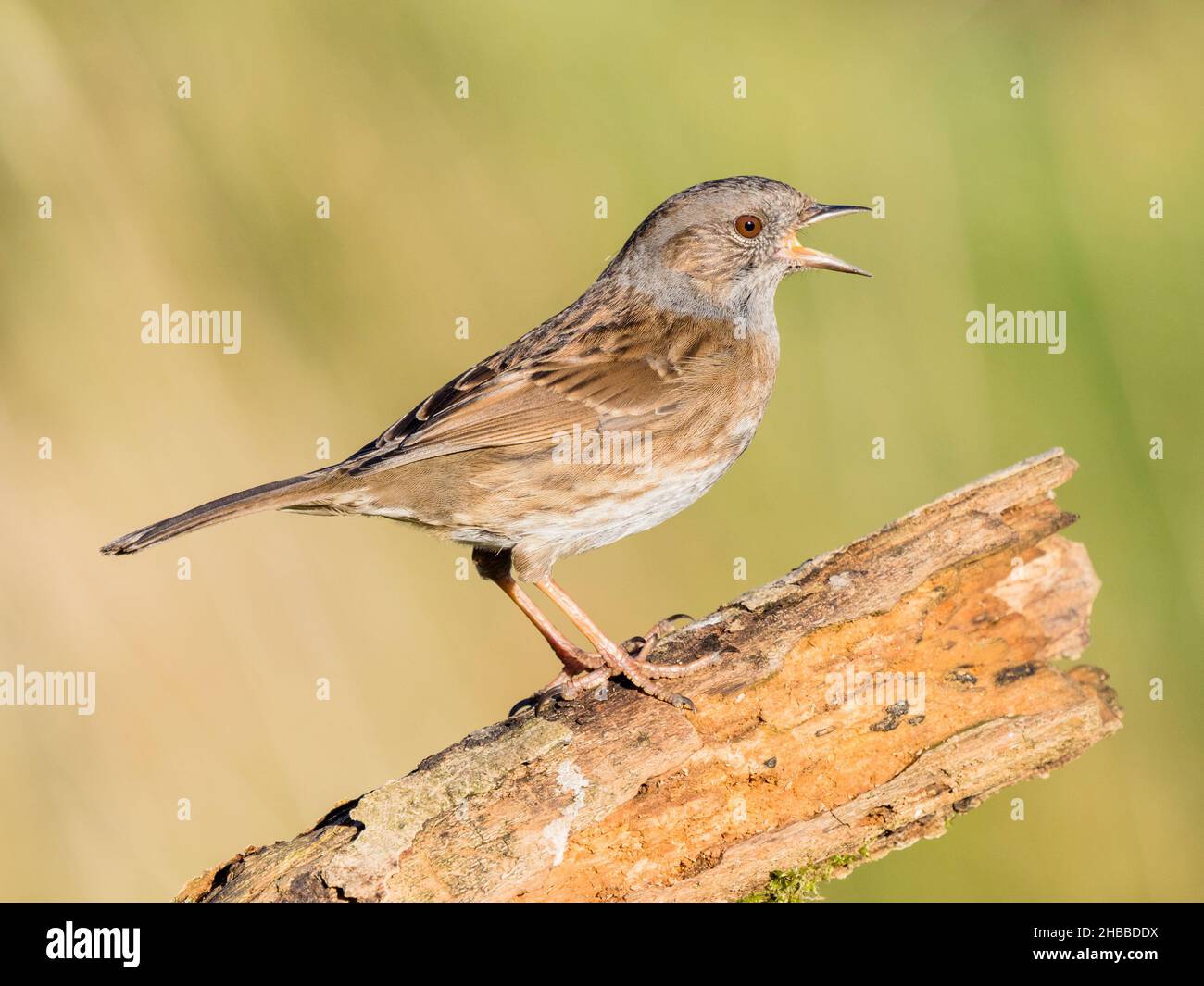 Un dunnock, récemment ajouté à la liste rouge des oiseaux du Royaume-Uni, fourragent au milieu du pays de Galles Banque D'Images