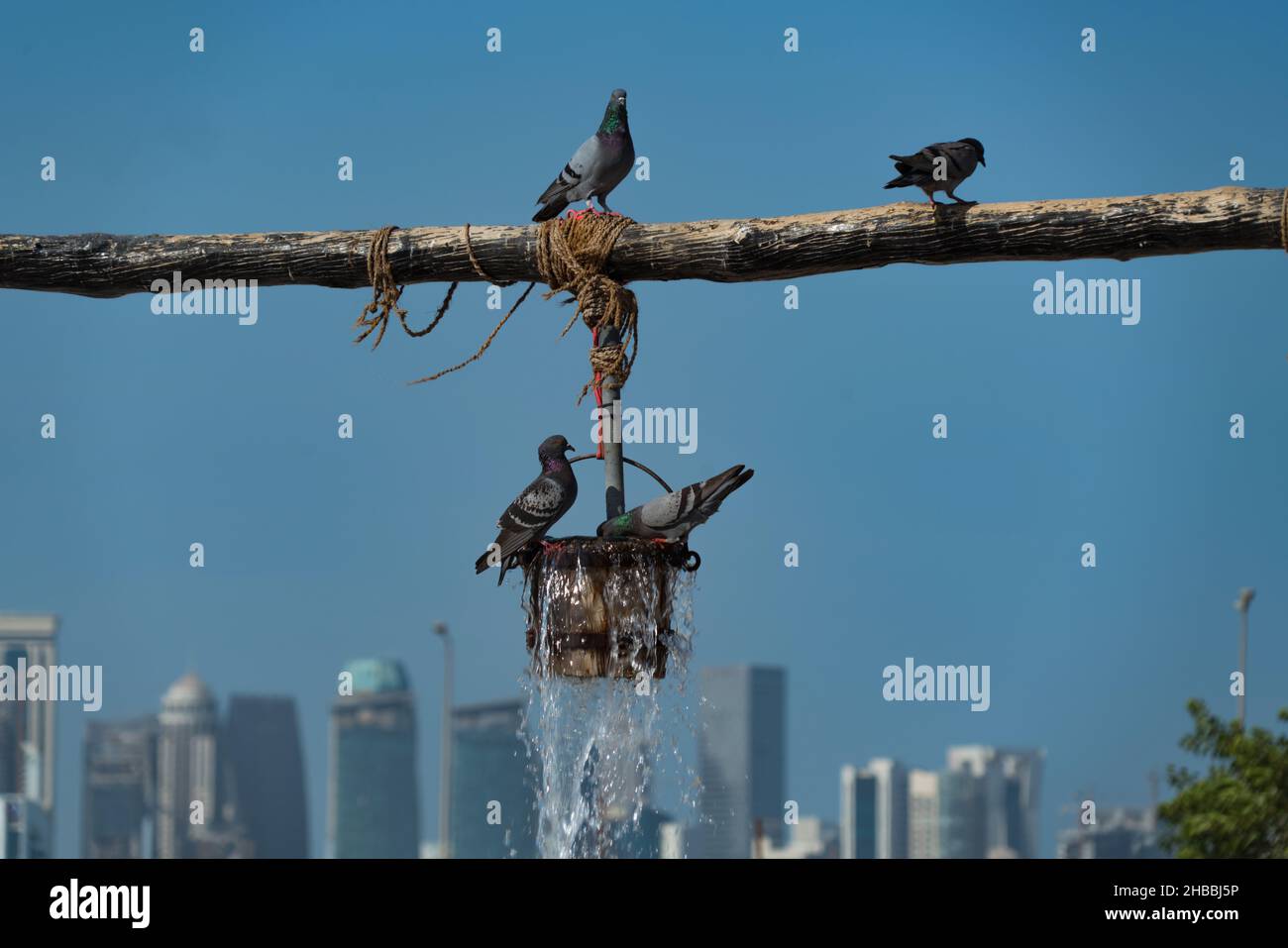 Oiseaux à Doha Qatar - fontaine d'abondance à Souq Waqif Banque D'Images