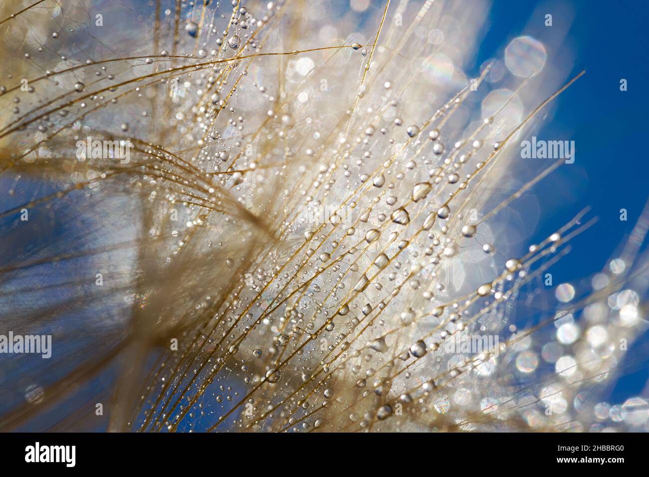 Photo macro de pissenlit avec gouttes d'eau.Arrière-plan nature avec pissenlits. Banque D'Images
