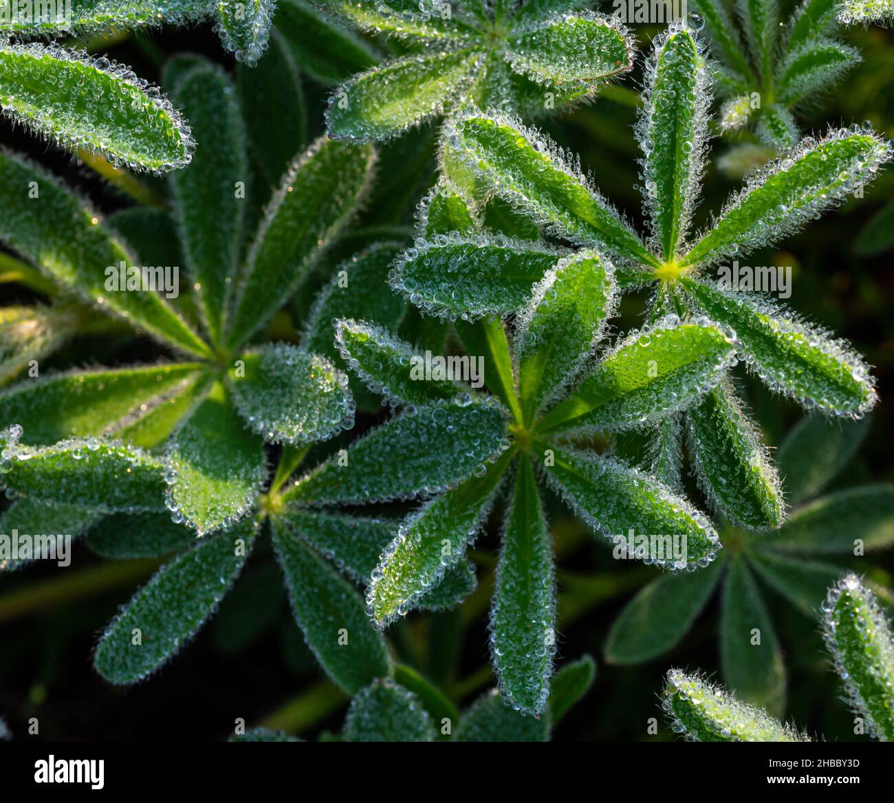 WA19881-00...WASHINGTON - rosée matinale couvrant les feuilles de lupin subalpin croissant dans un pré près de Paradise dans le parc national du Mont Rainier. Banque D'Images