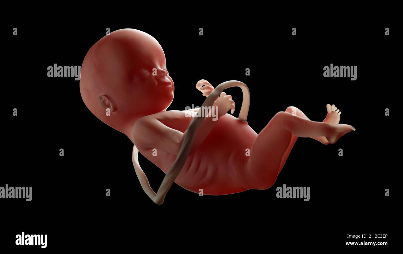 Illustration médicale précise d'un fœtus humain sur fond noir.Illustration réaliste 3D Banque D'Images