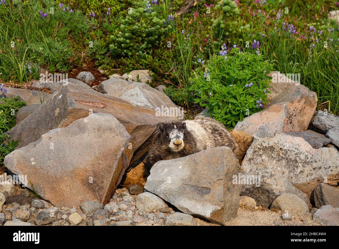 WA19902-00...WASHINGTON - Une marmotte de bonnières creusant un coin sous de grands rochers sur un cri près de Paradise dans le parc national du Mont Rainier. Banque D'Images