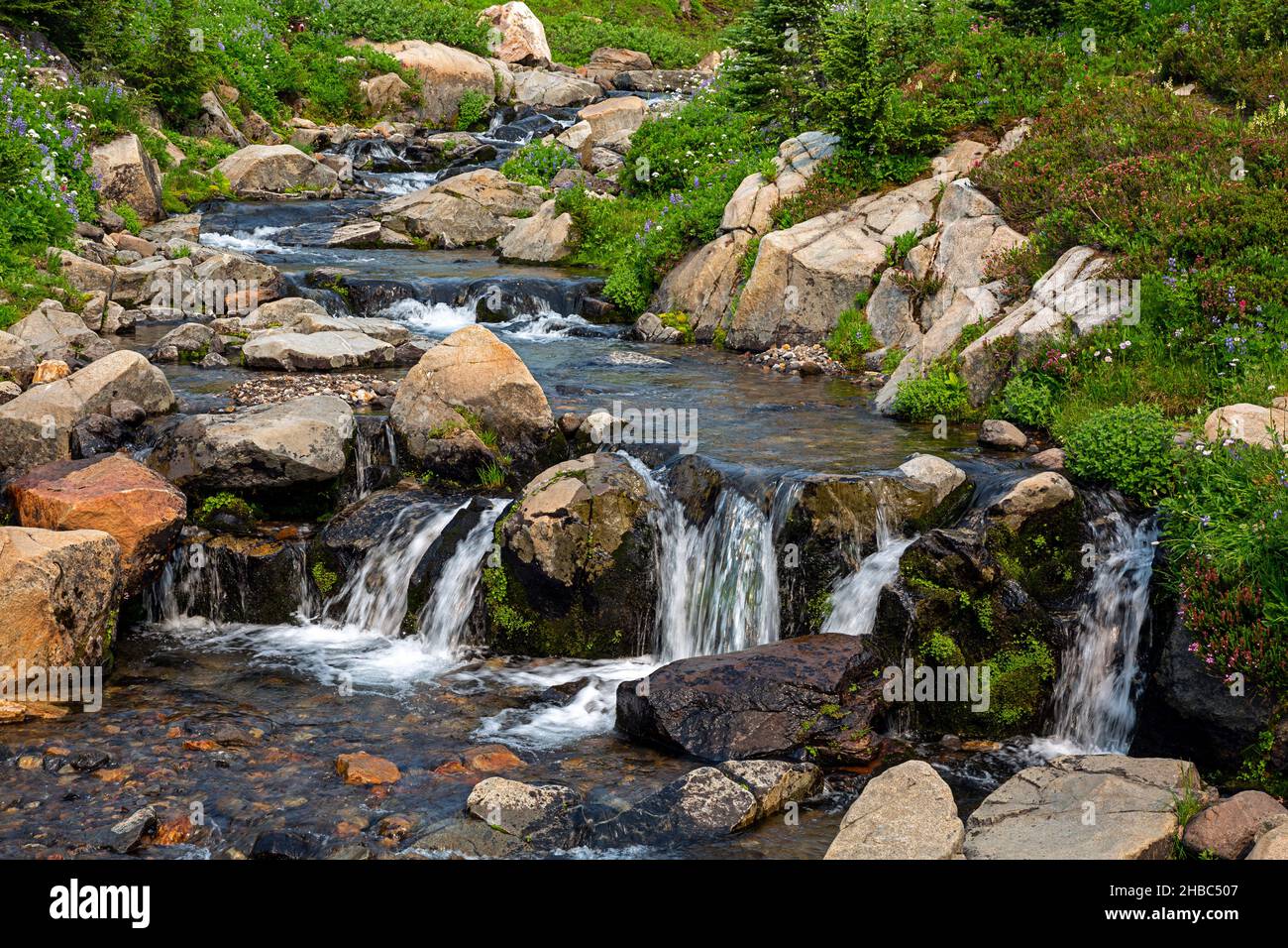 WA19905-00...WASHINGTON - Edith Creek qui traverse les prairies luxuriantes du bassin d'Edith Creek dans le parc national du Mont Rainier. Banque D'Images