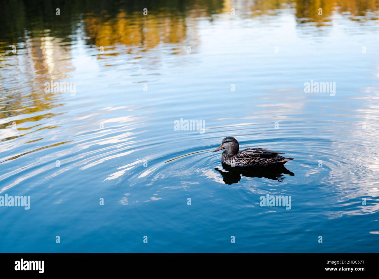 Le canard nageait dans le lac.Chapultepec, Mexico. Banque D'Images