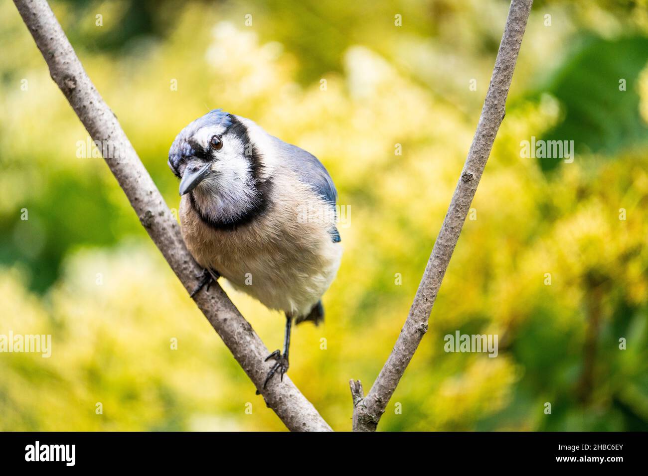Bleu jay perché sur une branche près d'un mangeoire à oiseaux. Banque D'Images