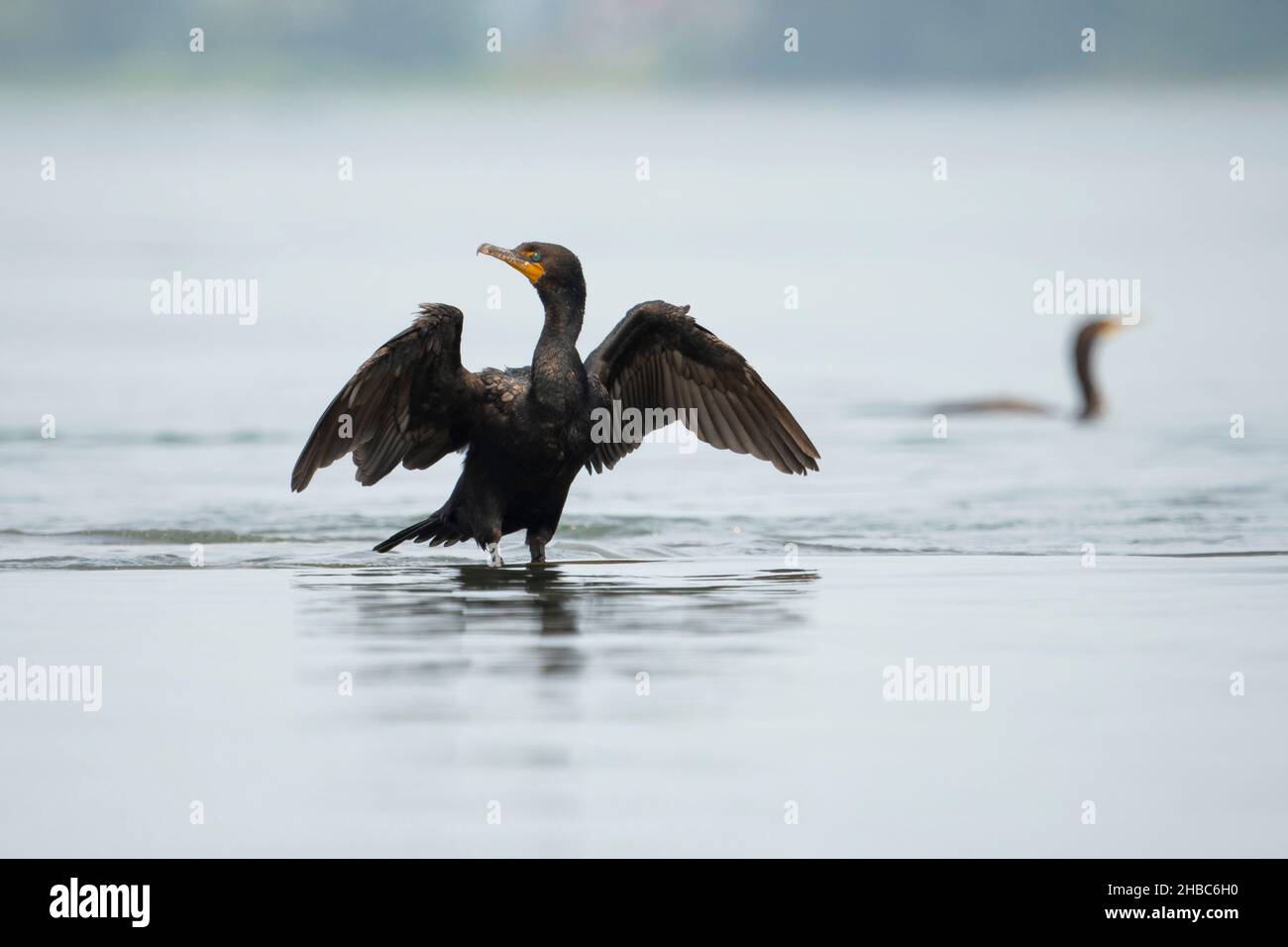 Cormorant à double crête qui étend et desséchant ses ailes. Banque D'Images