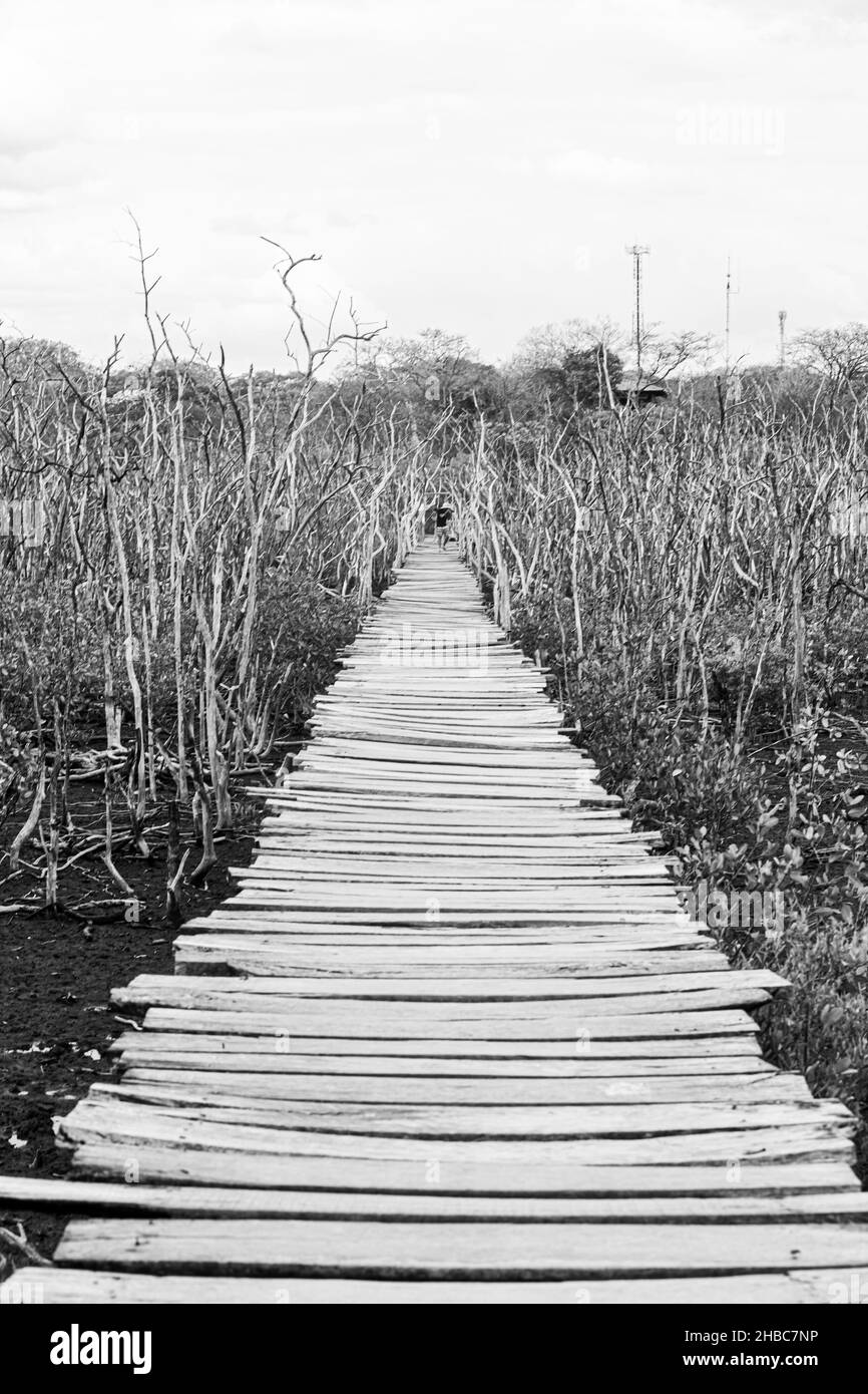 Pont de planches en bois dans le projet de reboisement de mangrove, Avellana Beach, Costa Rica Banque D'Images