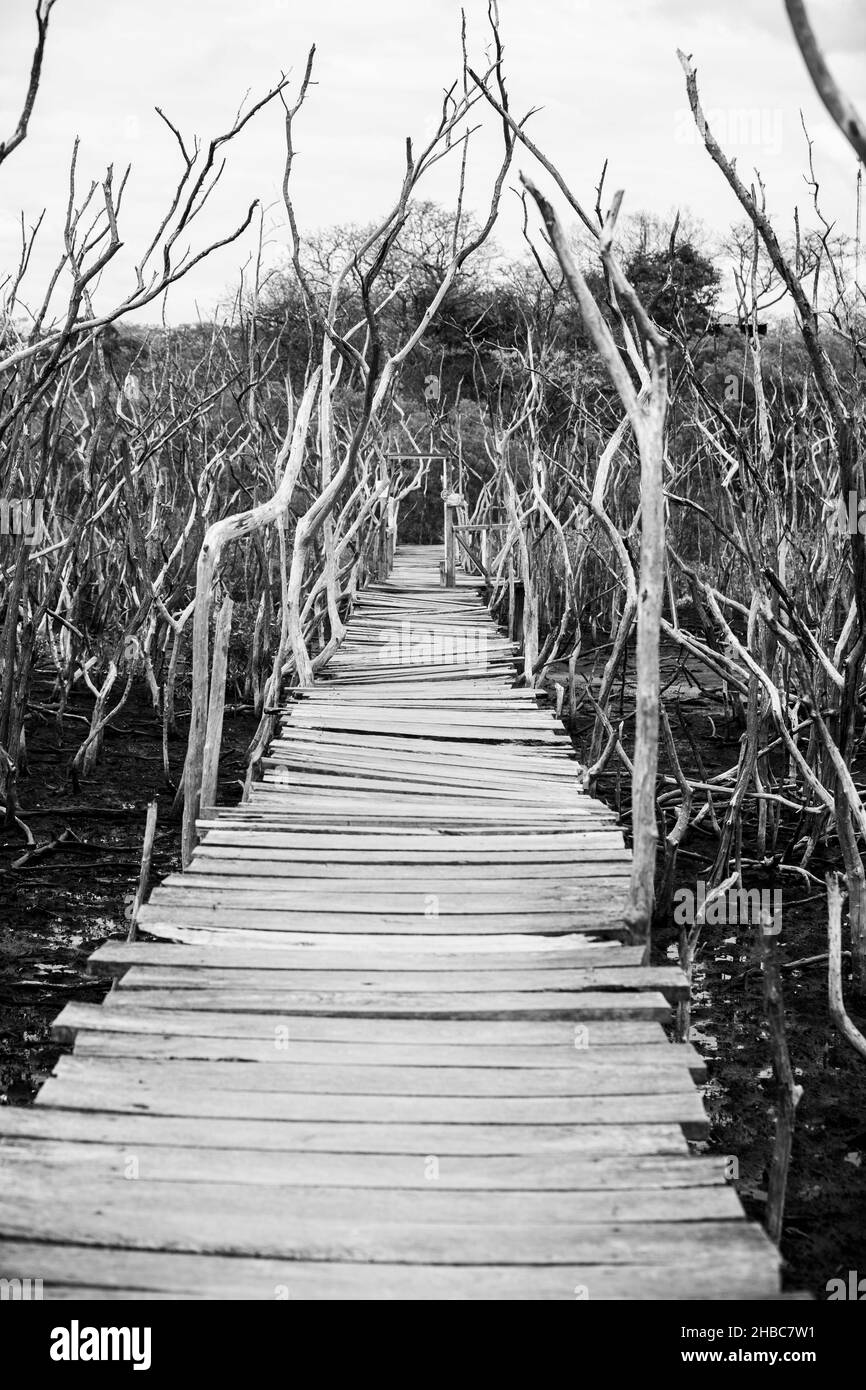 Pont de planches en bois dans le projet de reboisement de mangrove, Avellana Beach, Costa Rica Banque D'Images