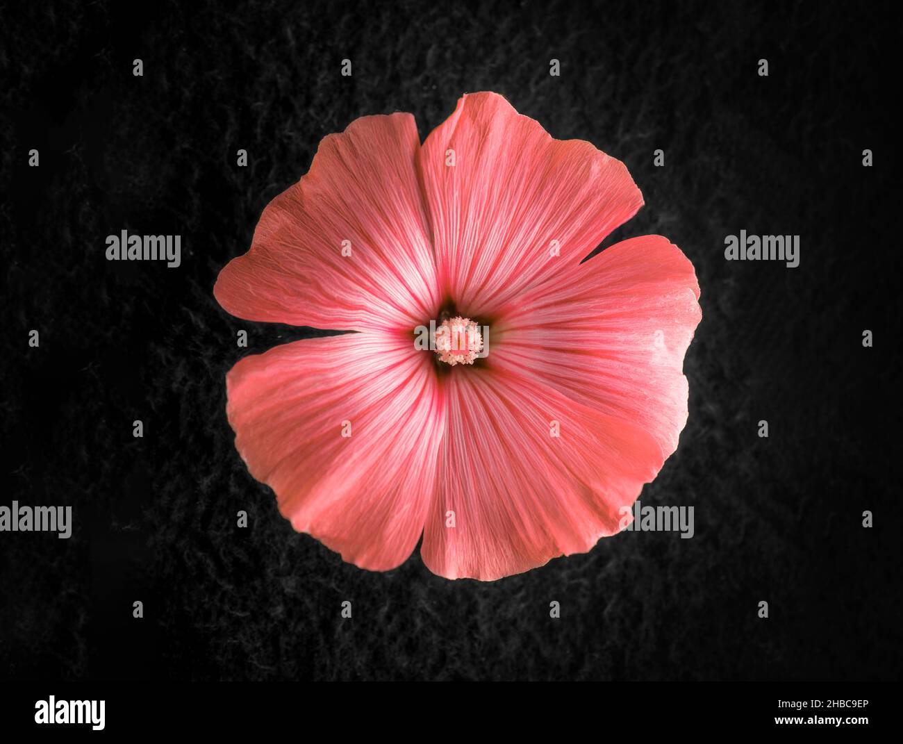 Studio de fleurs sur fond noir.Gros plan.Nature. Banque D'Images