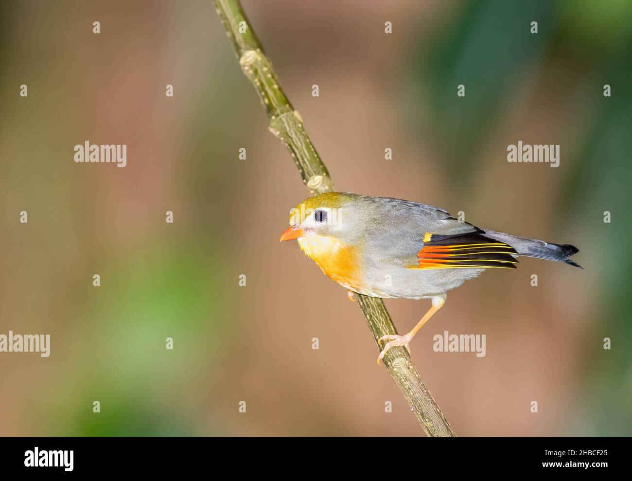 Red a facturé Leiothrix sur une succursale Banque D'Images