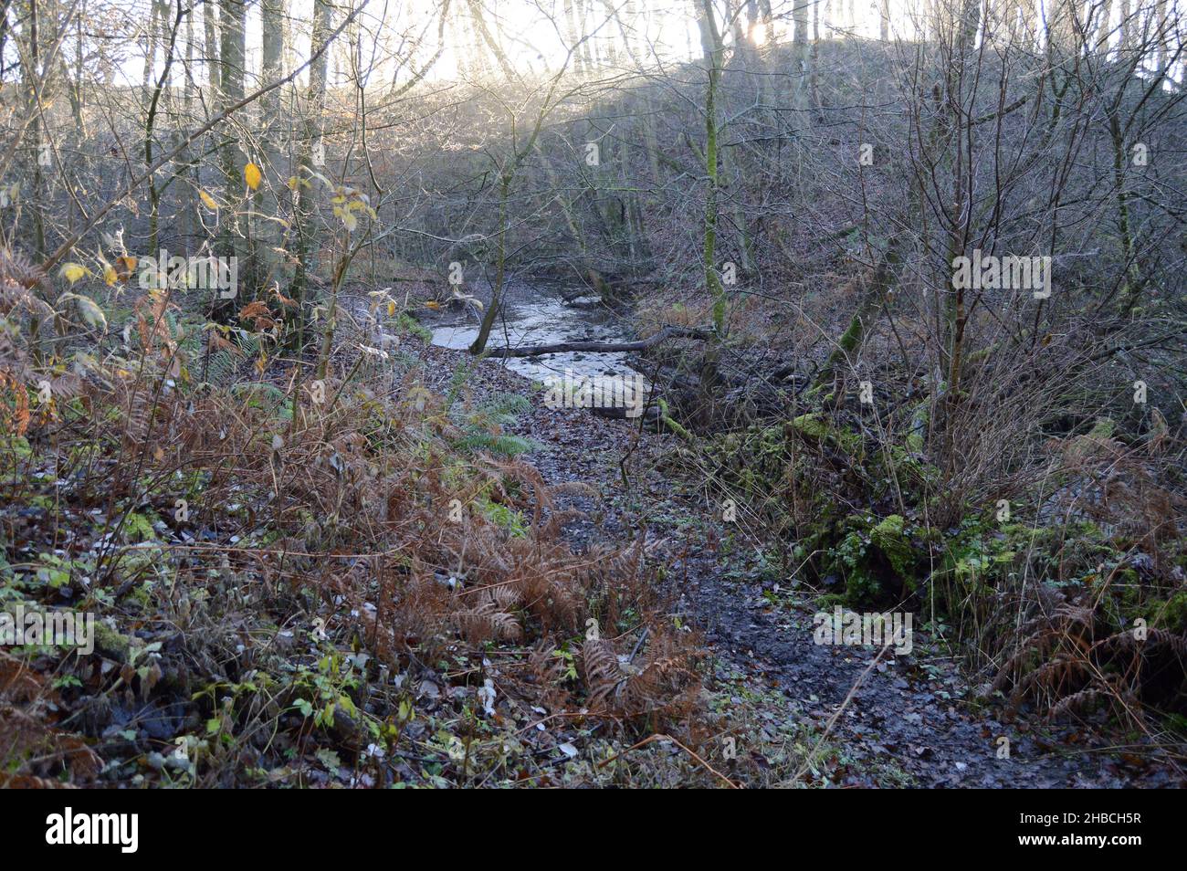 Soleil se brisant à travers la brume à Craighall Den, Ceres, Fife, décembre 2021 Banque D'Images